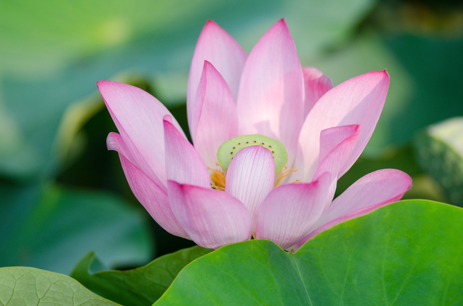 selective focus photography of pink lotus 2k 4k 5k