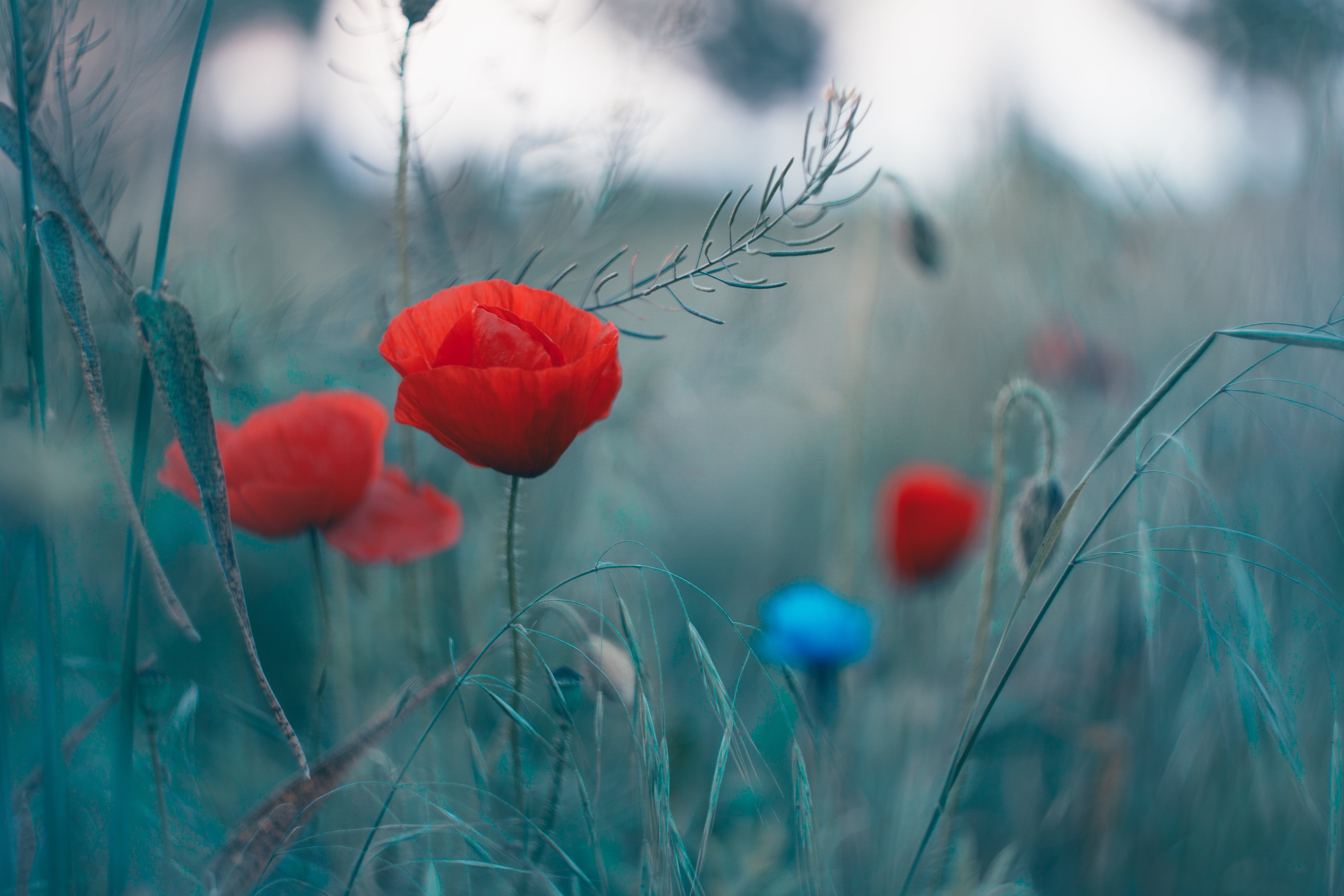 selective photography of red Poppy flowers Helios bokeh 2k 4k 5k