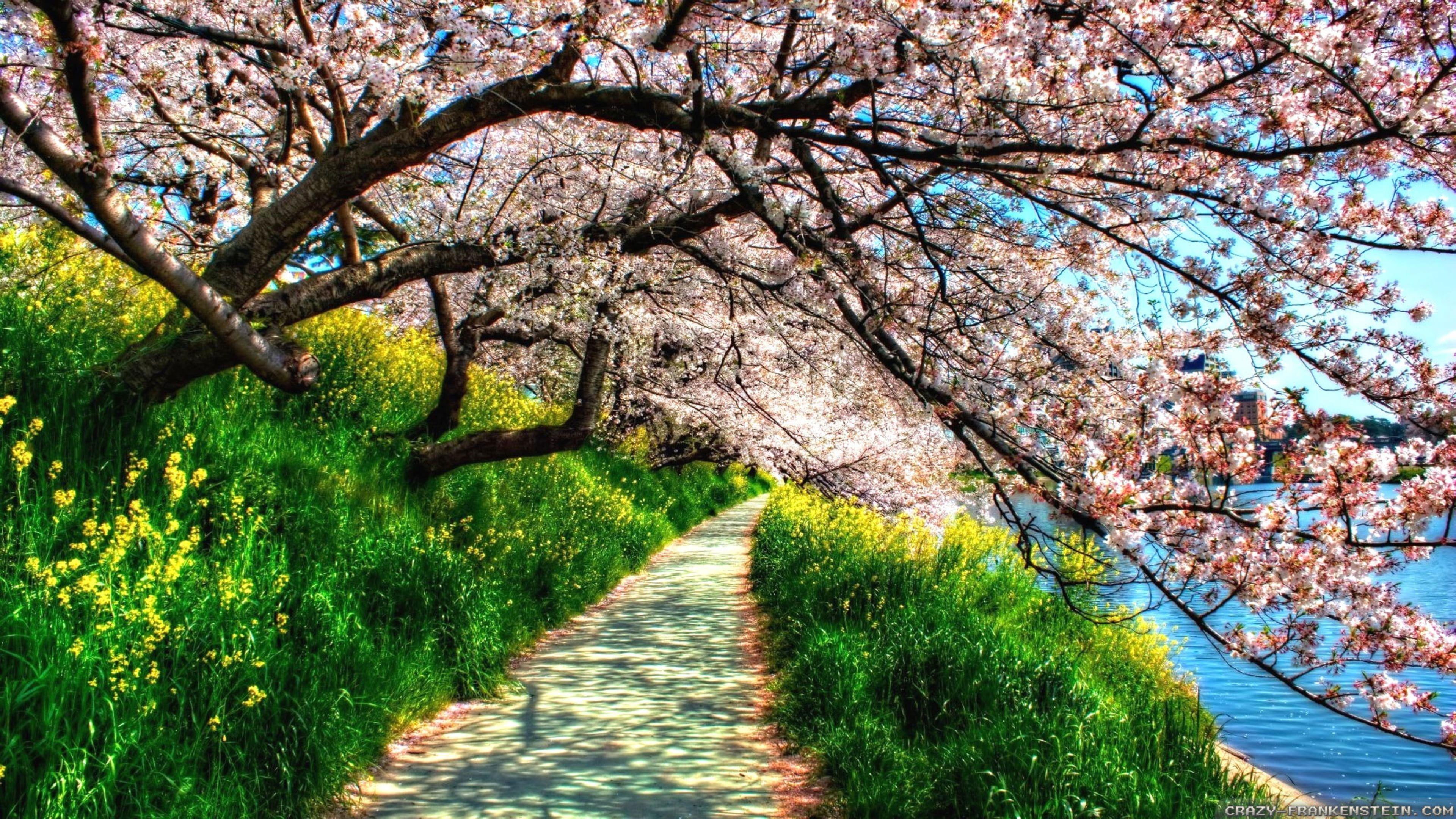 spring path tree blossom bloom nature plant flower cherry 2k 4k