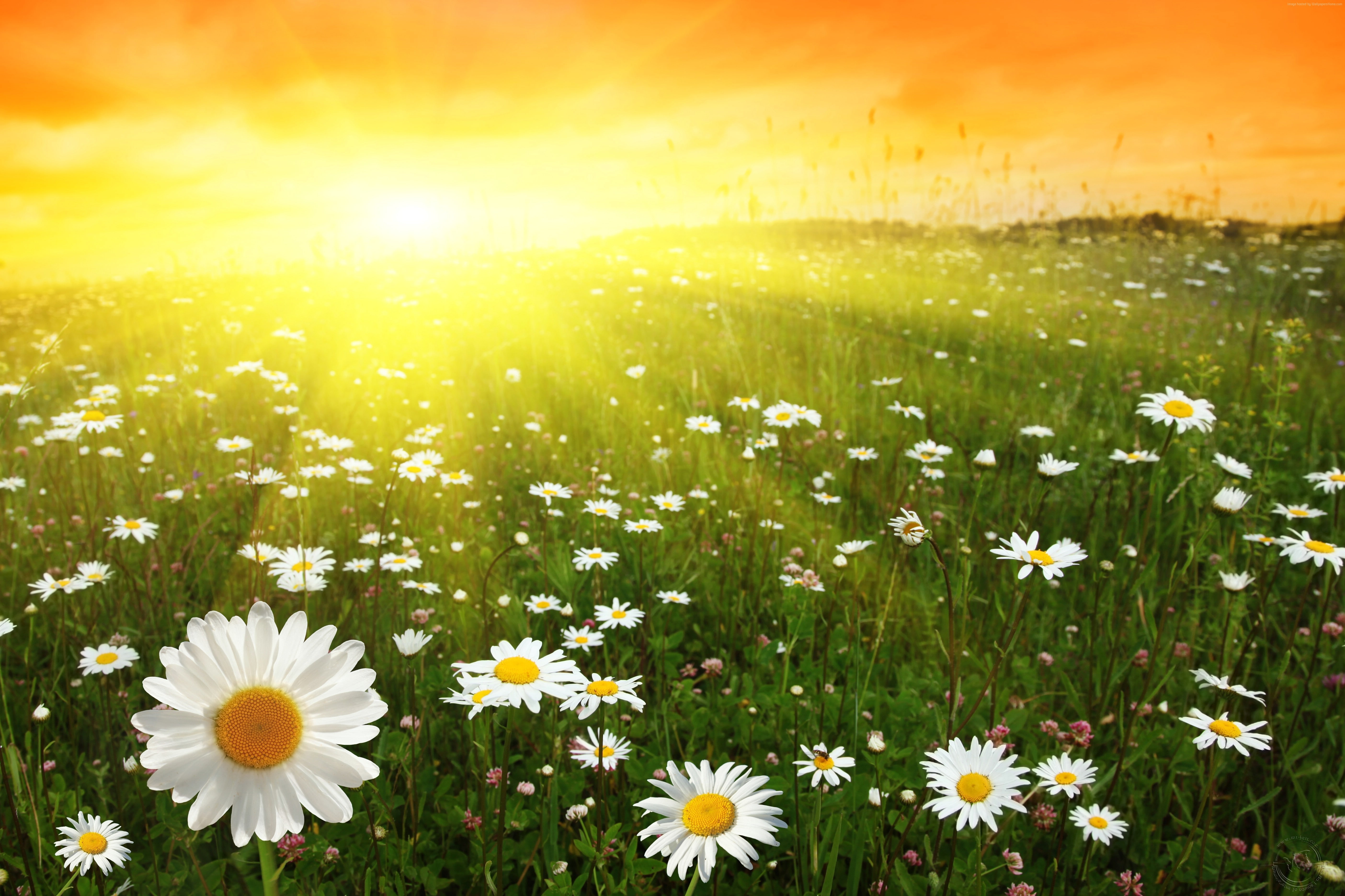 sunset meadows Daisies flowering plant freshness 2k 4k 5k