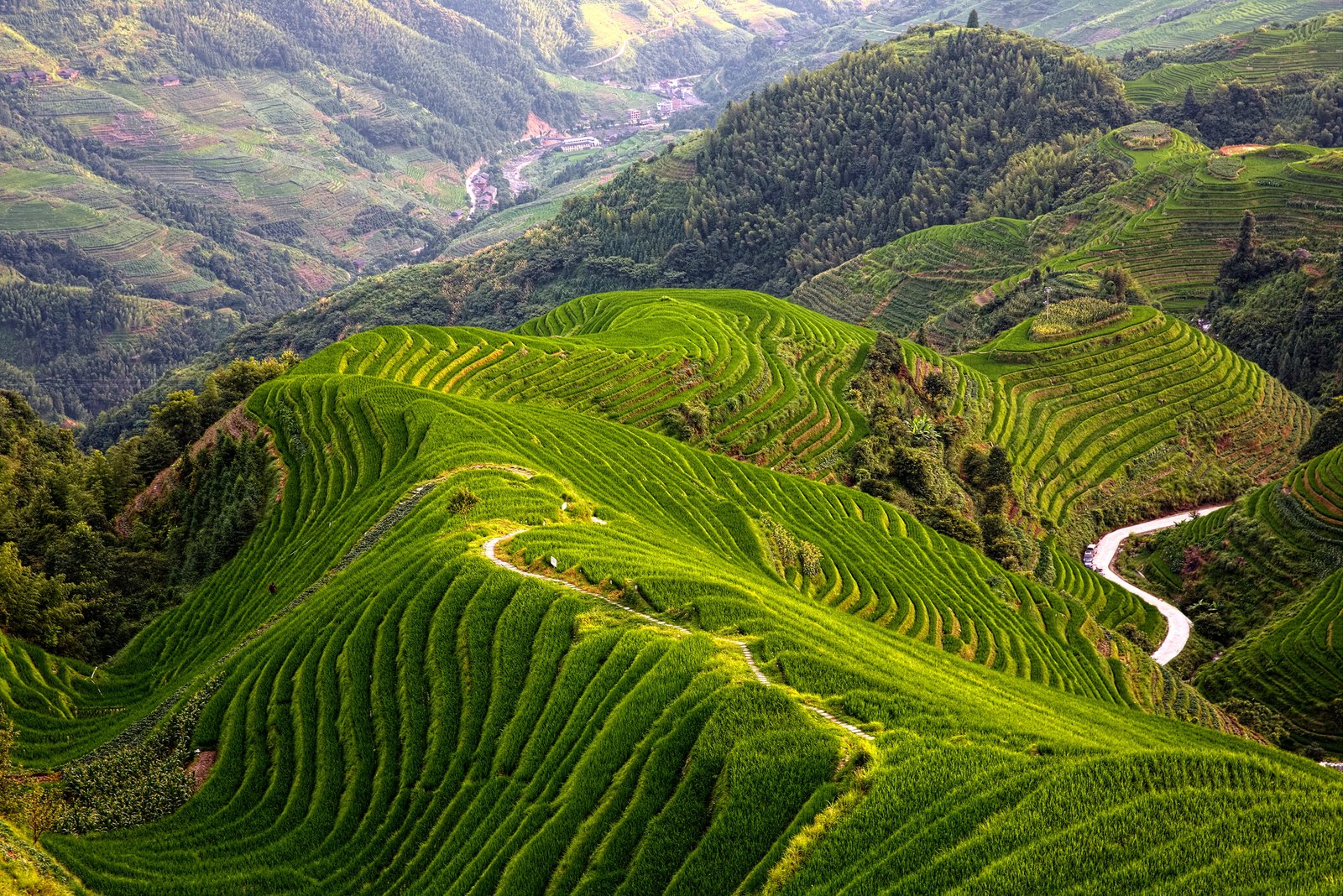 top view of mountain with ridges asia agriculture nature tea Crop 2k