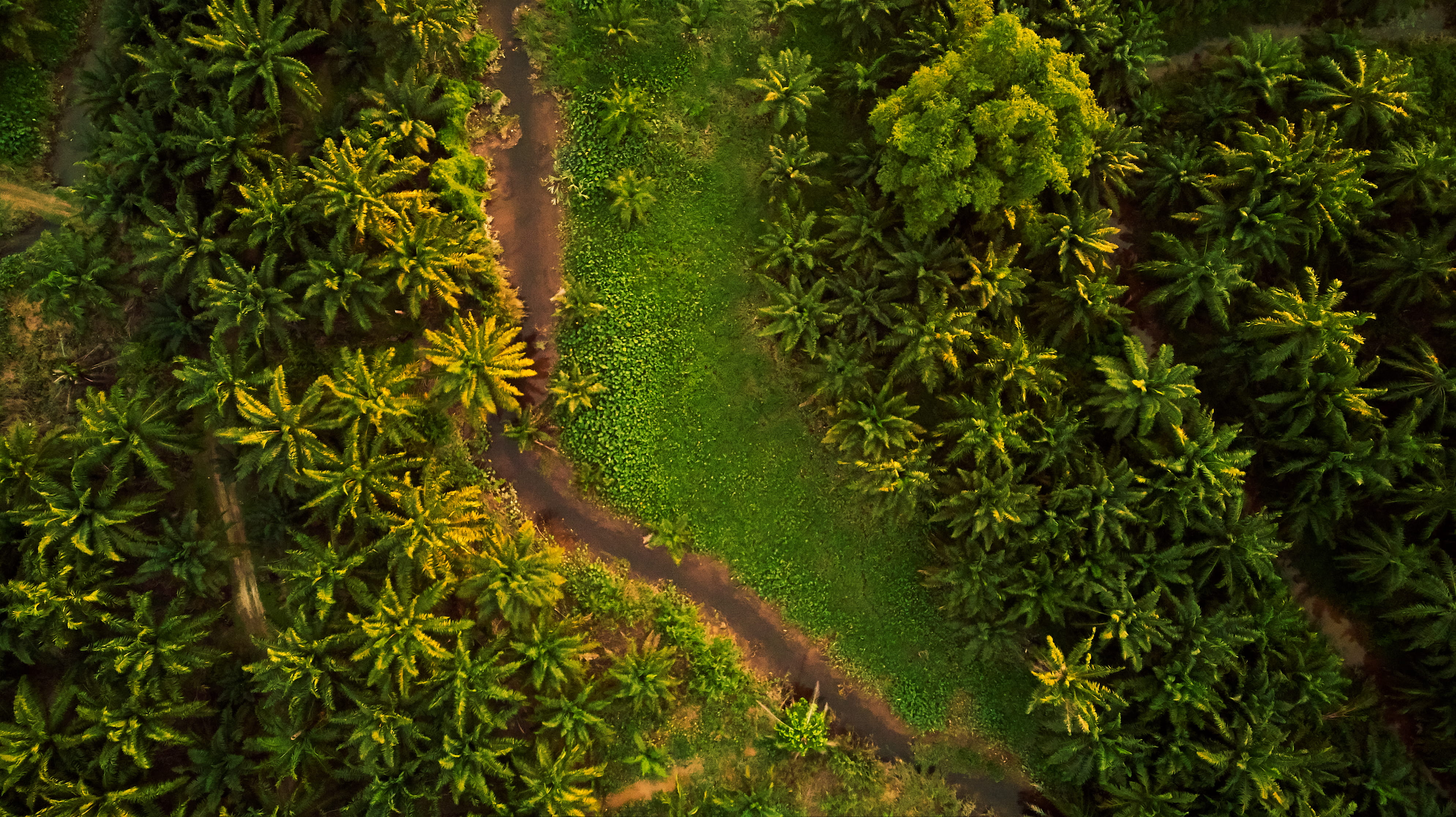 Top View Photo of Unpaved Road Surrounded by Trees aerial photography 2k 4k