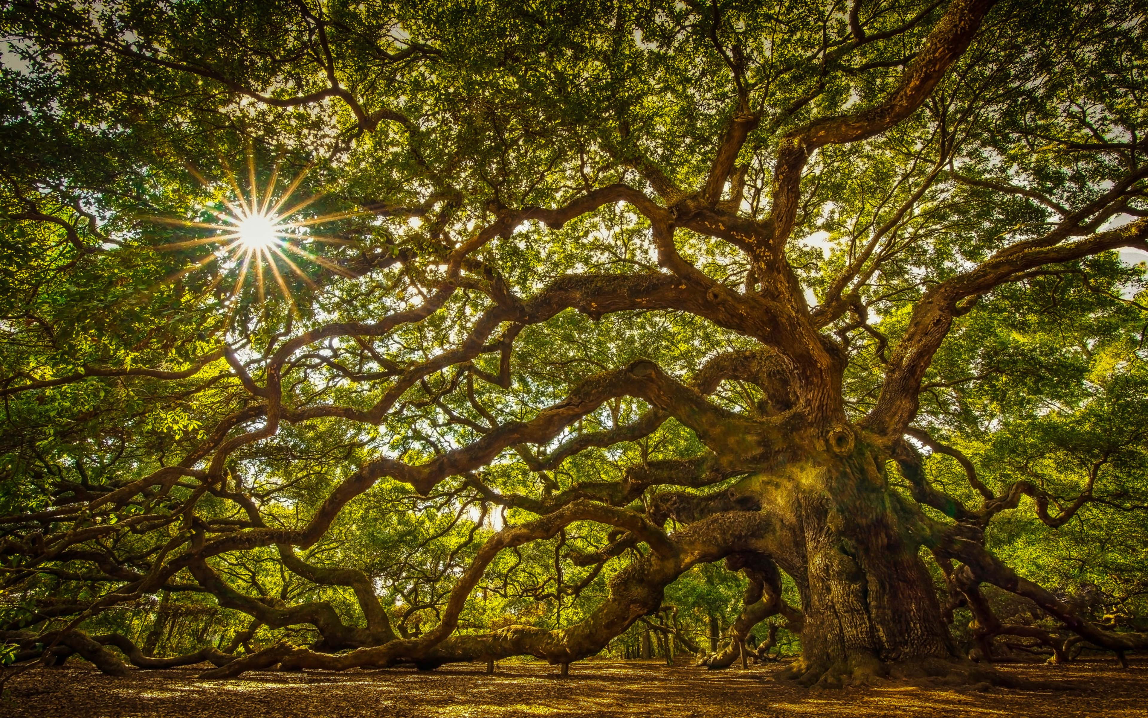 Tree About Years Old A Massive Oak On John s Island South Carolina United States Hd Tv Wallpaper For Desktop Laptop Tablet And Mobile Phones 2k 4k