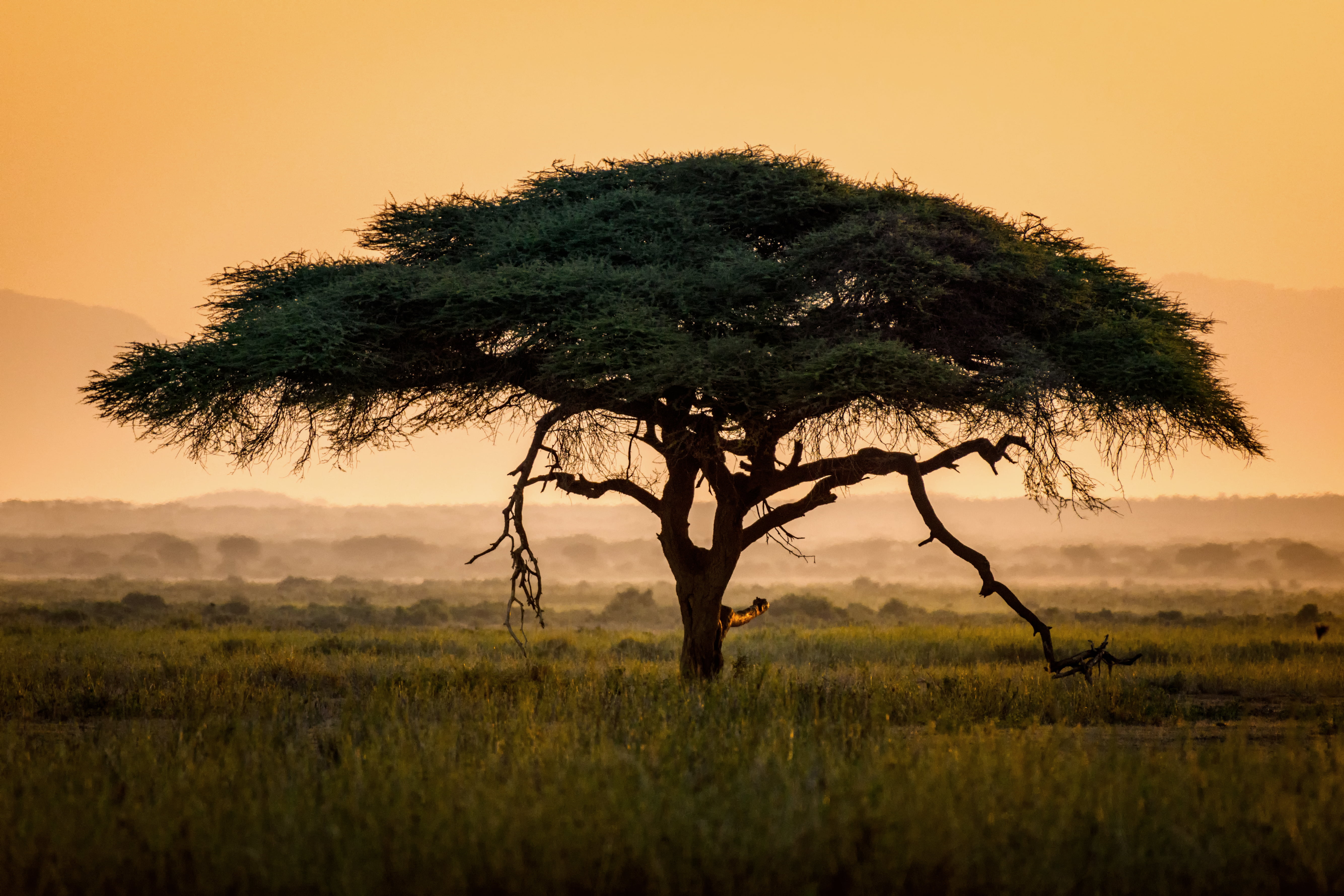 tree on grass land at daytime vachellia amboseli national park kenya 2k 4k 5k