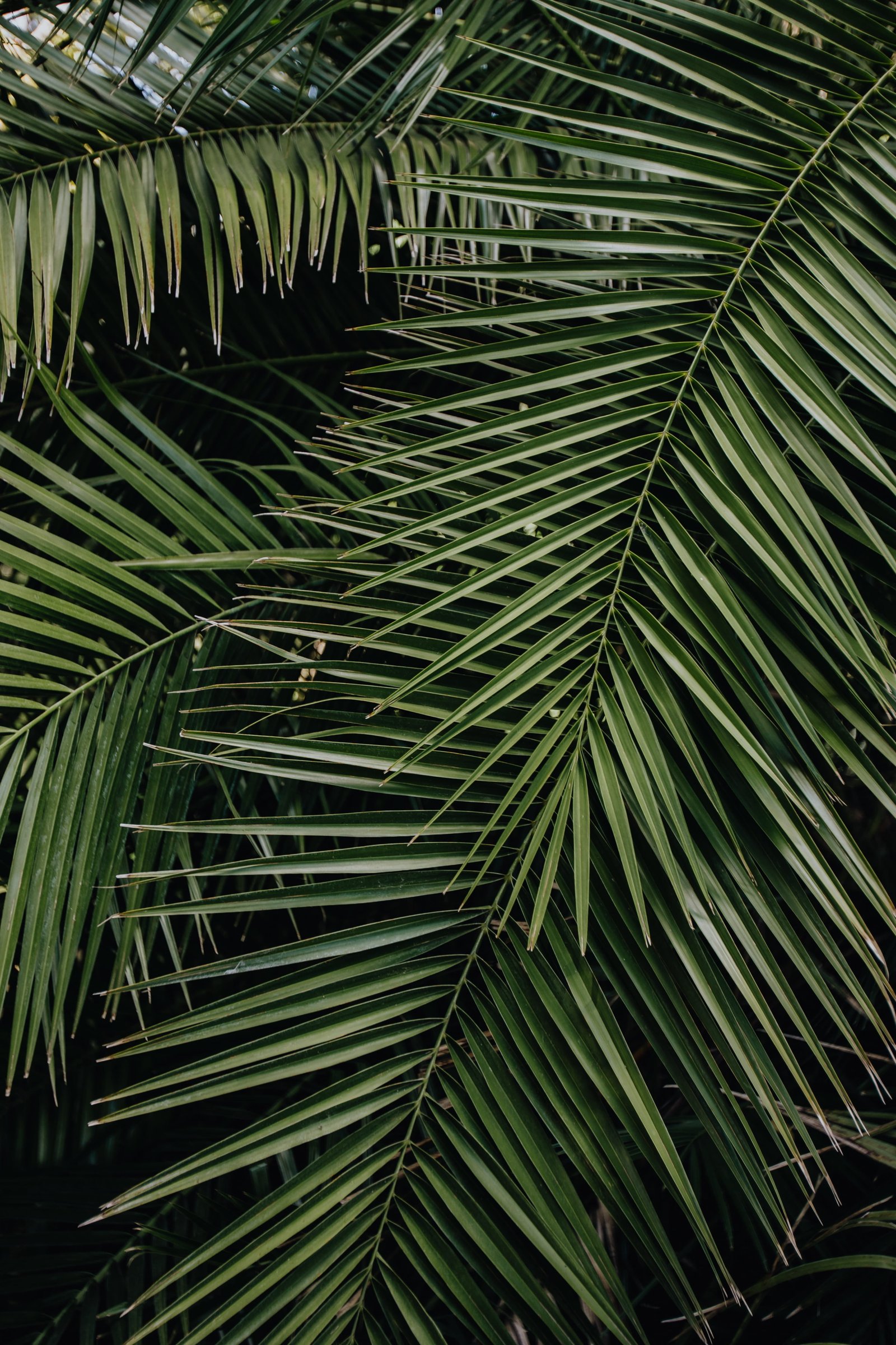 Tropical palm leaves floral pattern background summer green 2k 4k