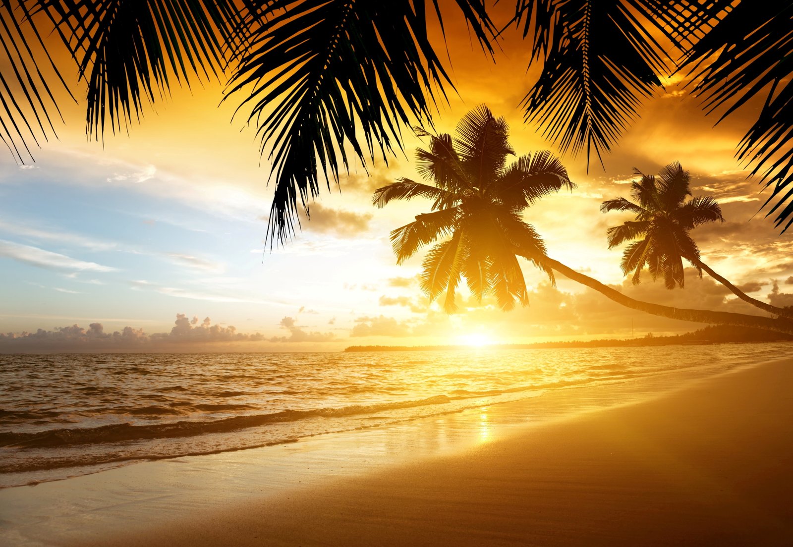 two palm trees sand sea beach sunset tropics shore summer 2k 4k 5k