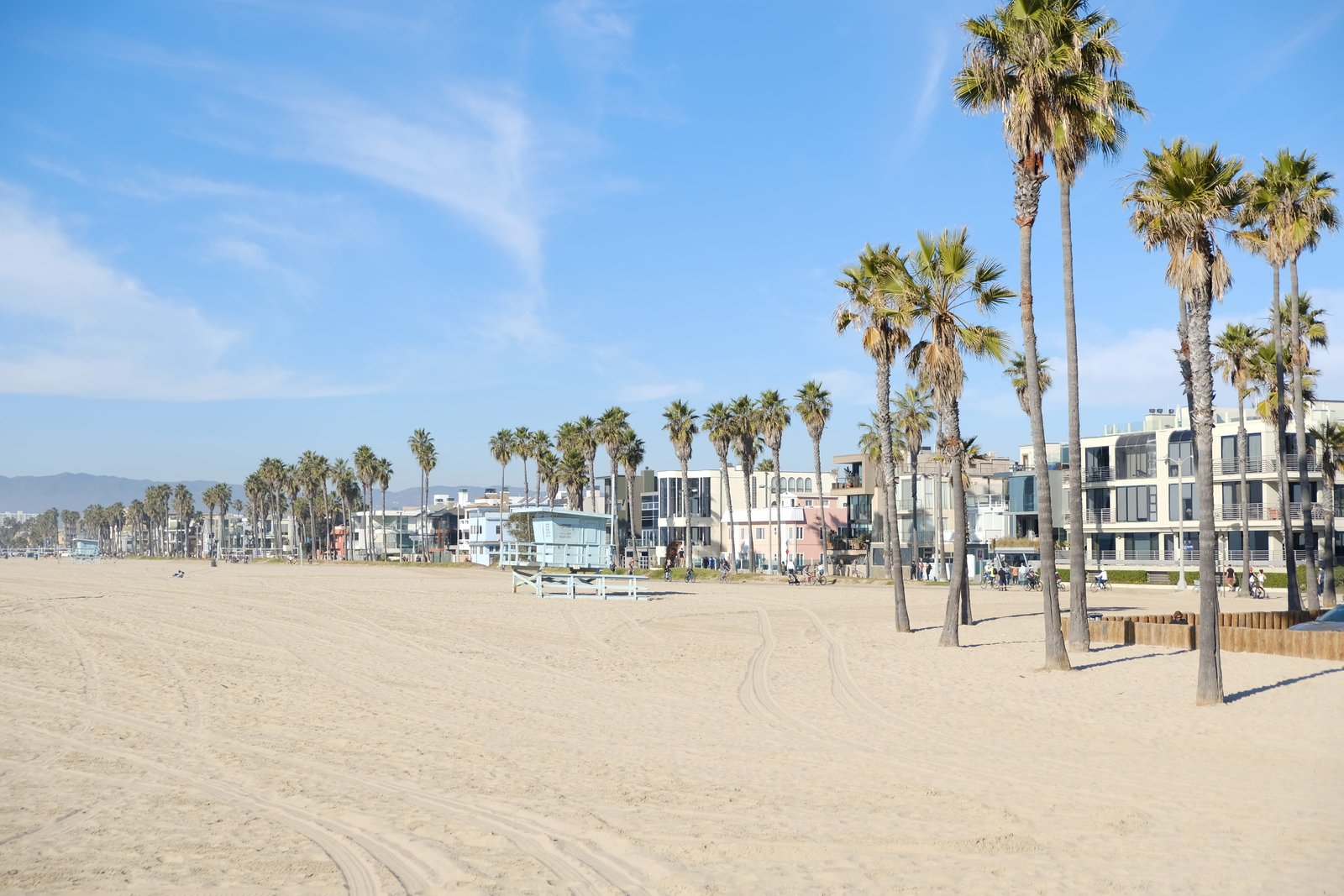 united states los angeles venice beach tree california 2k 4k 5k