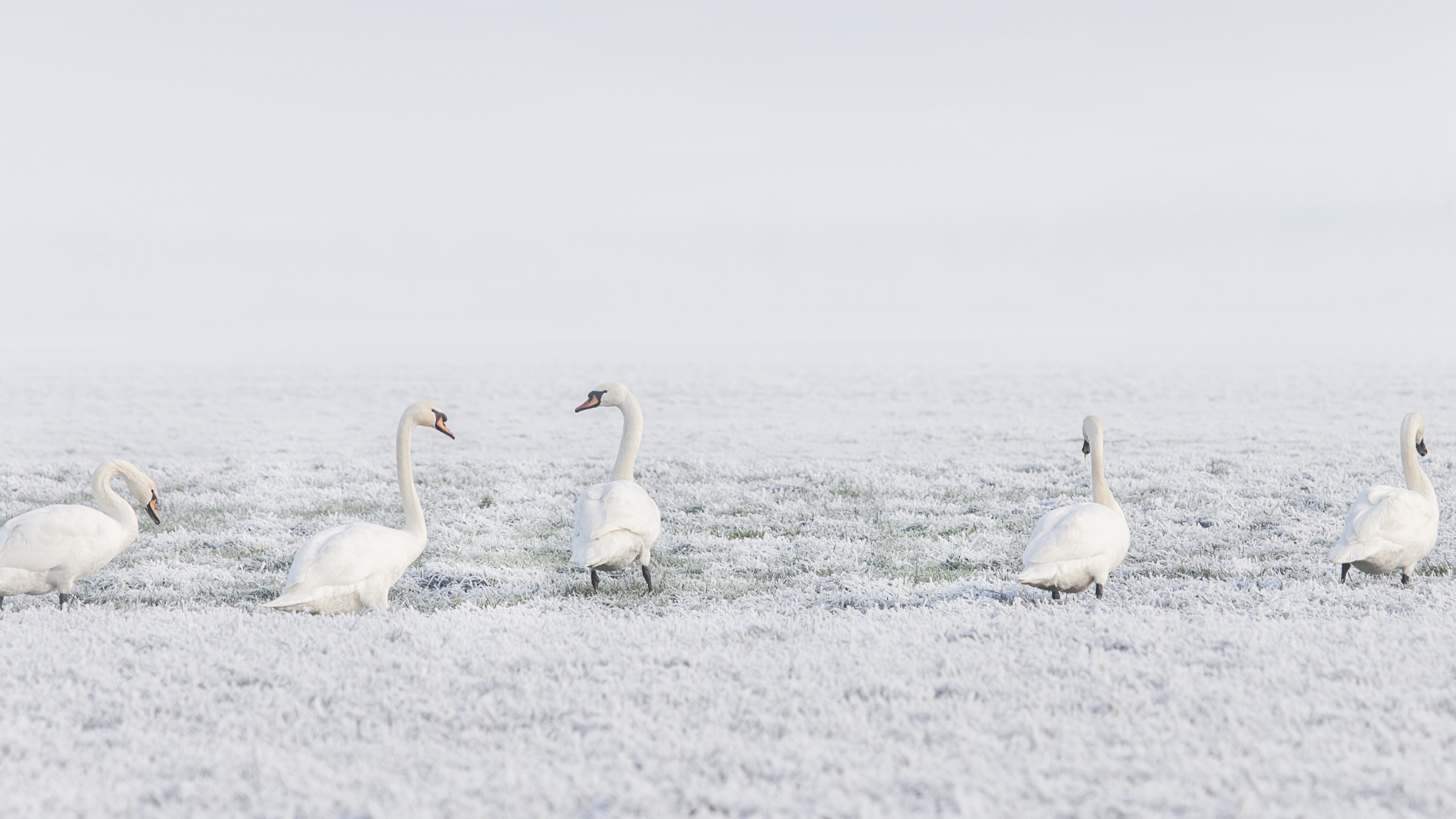 winter swans snow 2k 4k 5k 8k