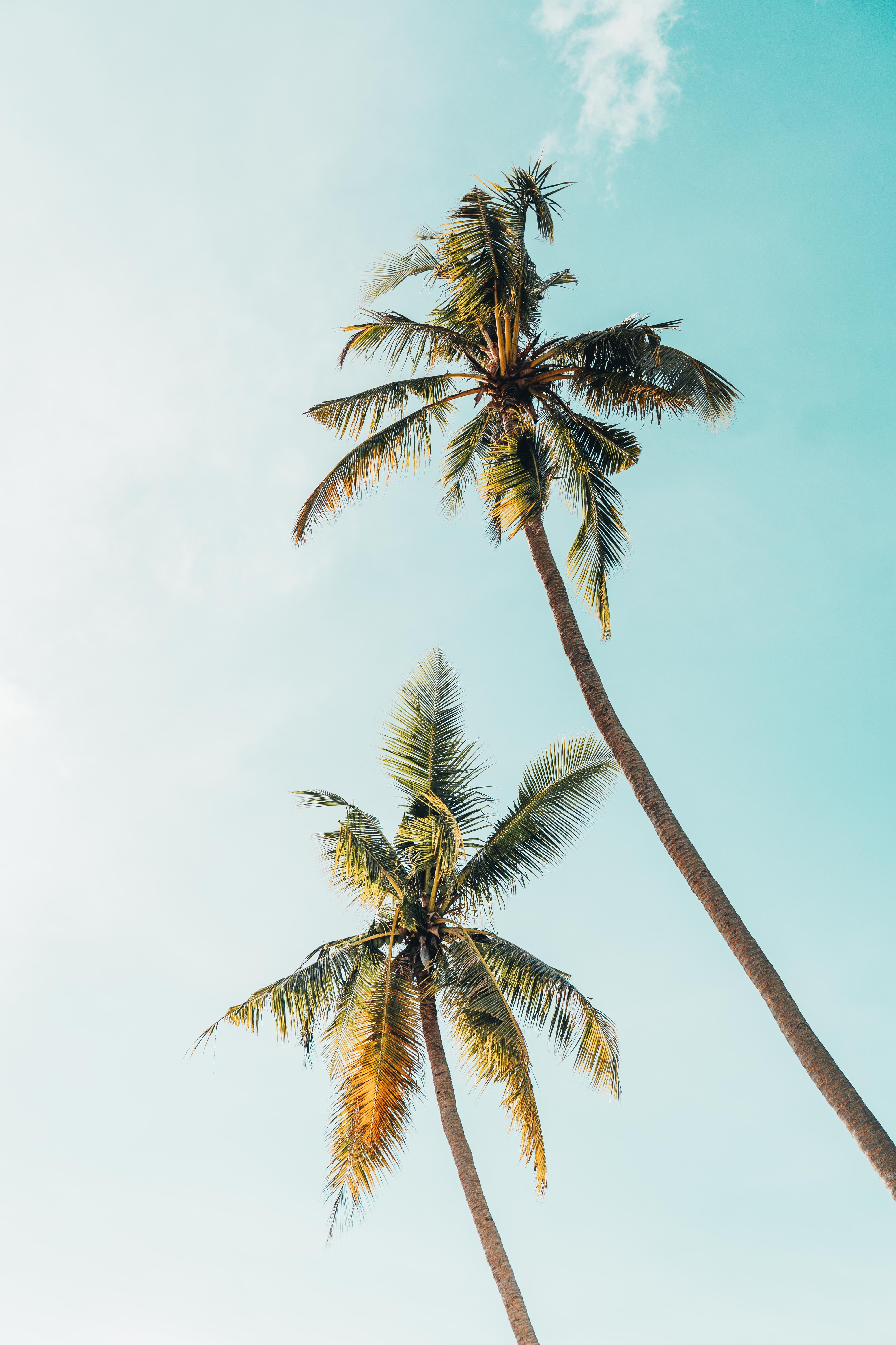 worm s eye view photography of two coconut trees green during daytime 2k 4k