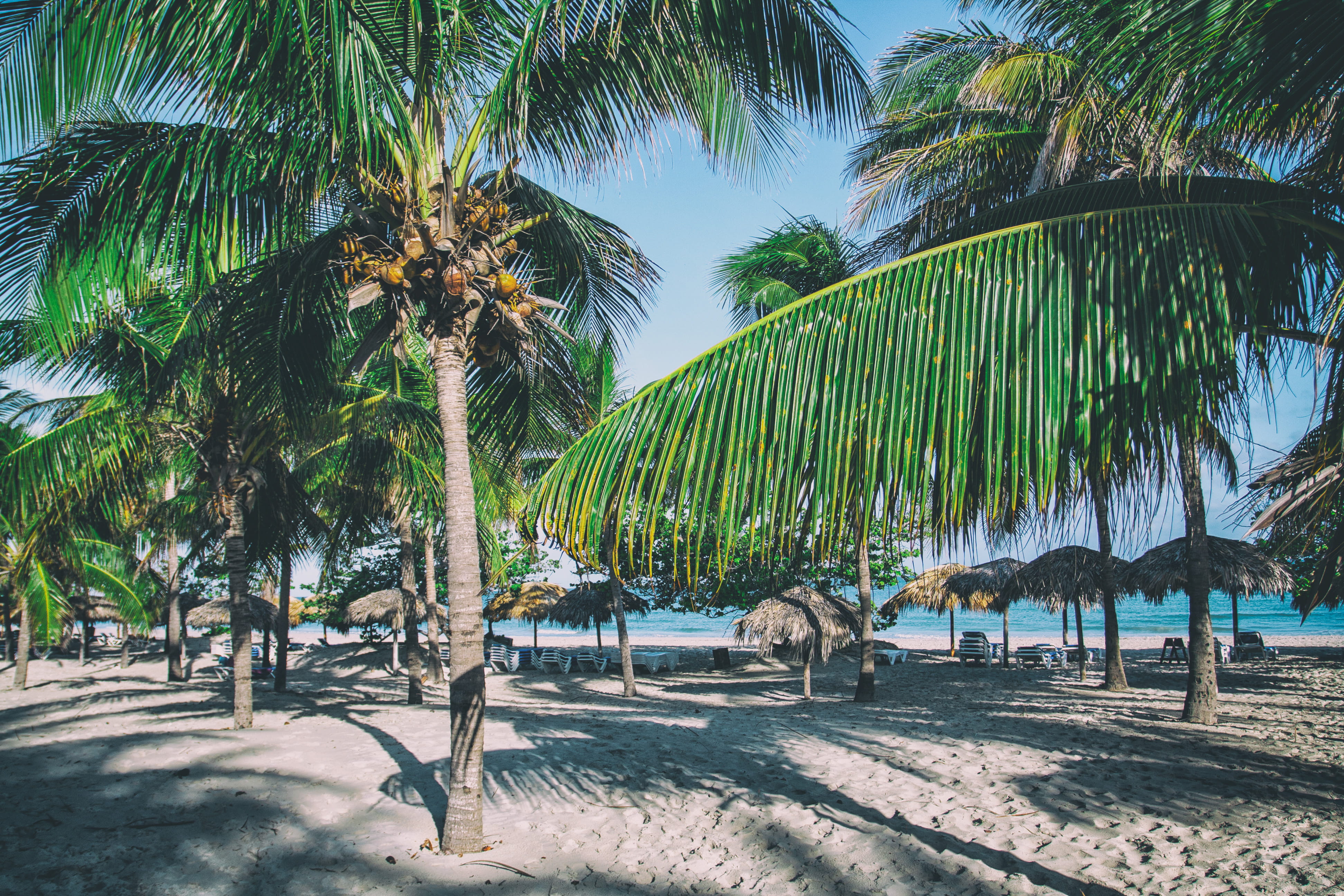 A perfect Caribbean beach with palm trees image captured in Varadero Cuba 2k 4k