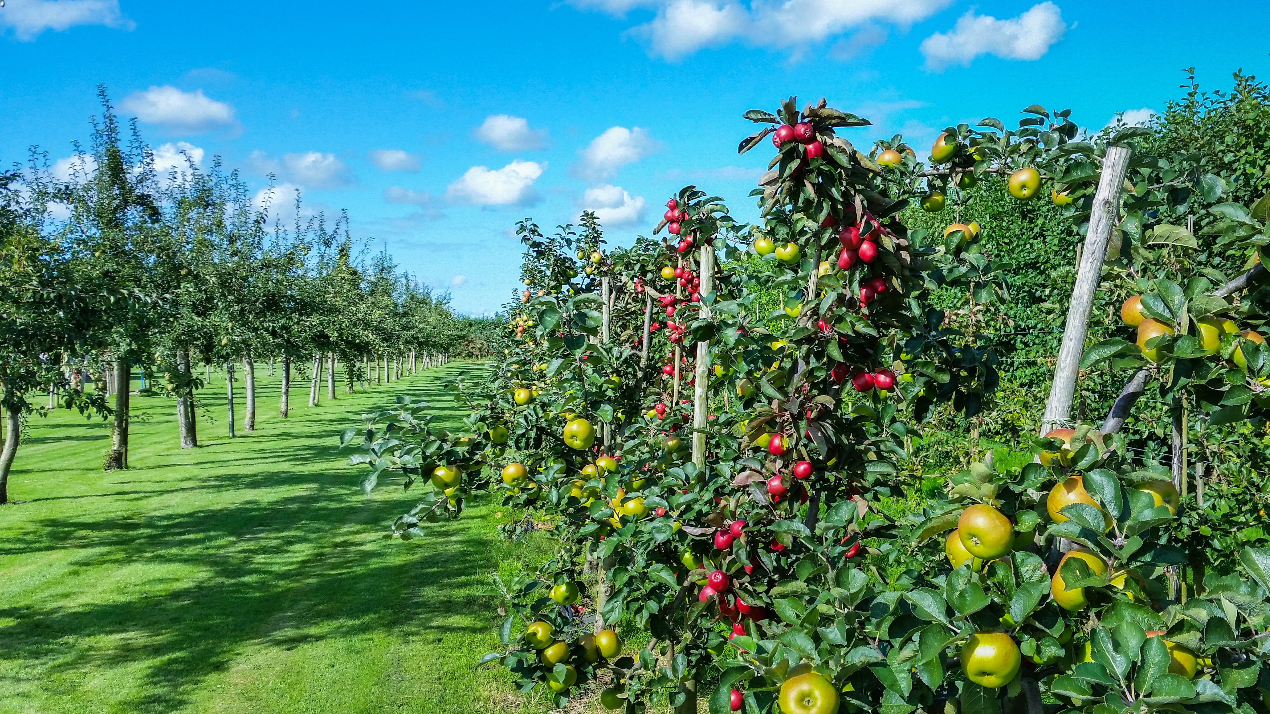 apple trees with green and red fruits garden season summer 2k 4k