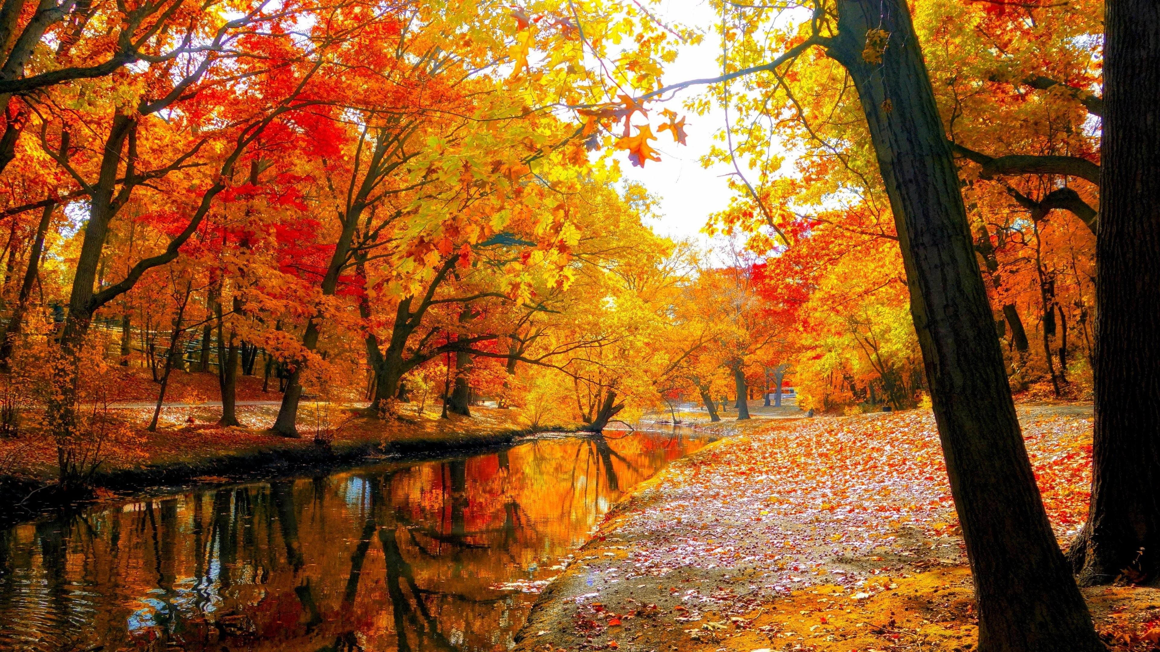 autumn fall landscape nature tree forest leaf lake park 2k 4k