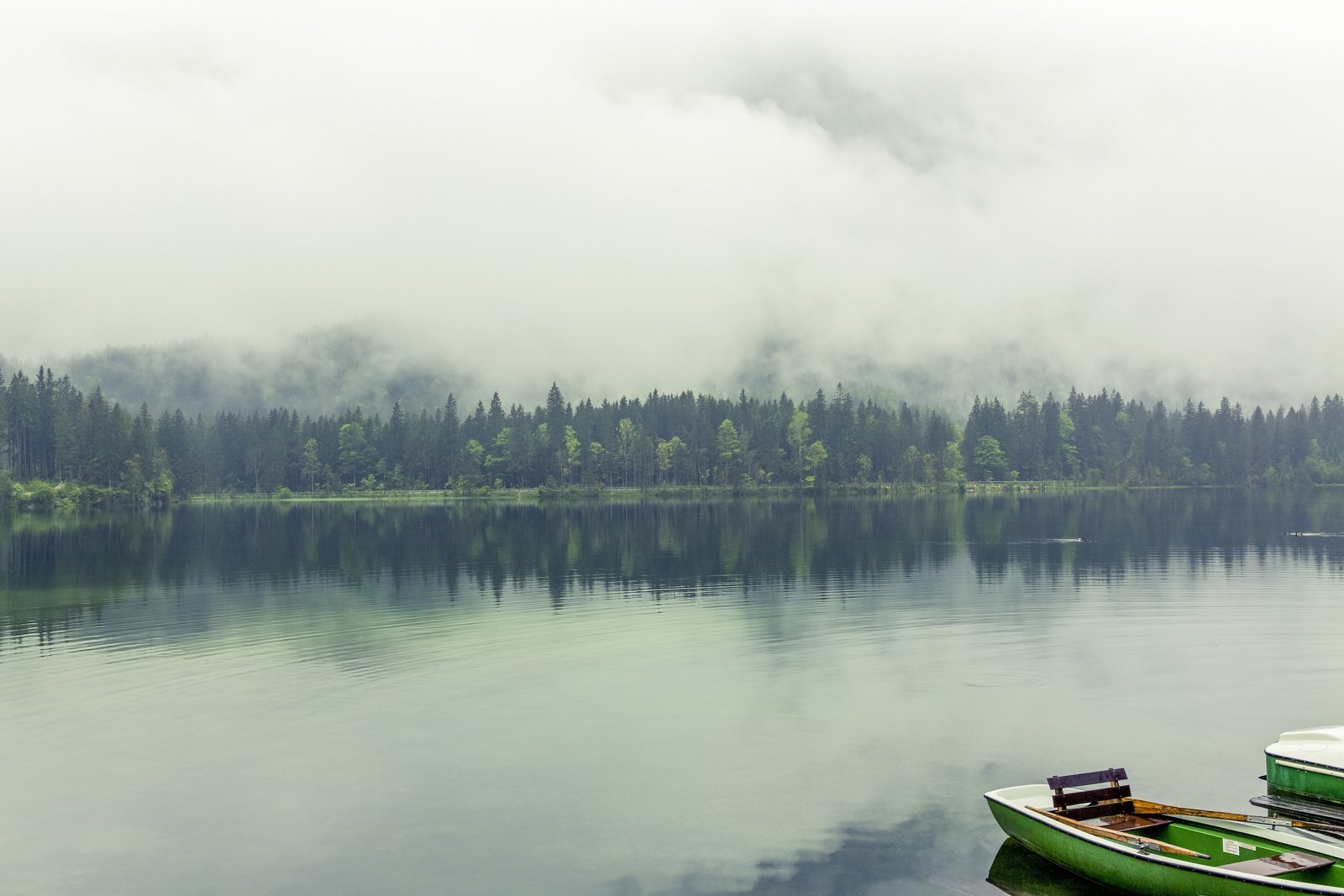 Bavaria pines lake Germany Berchtesgadener Land 2k 4k 5k