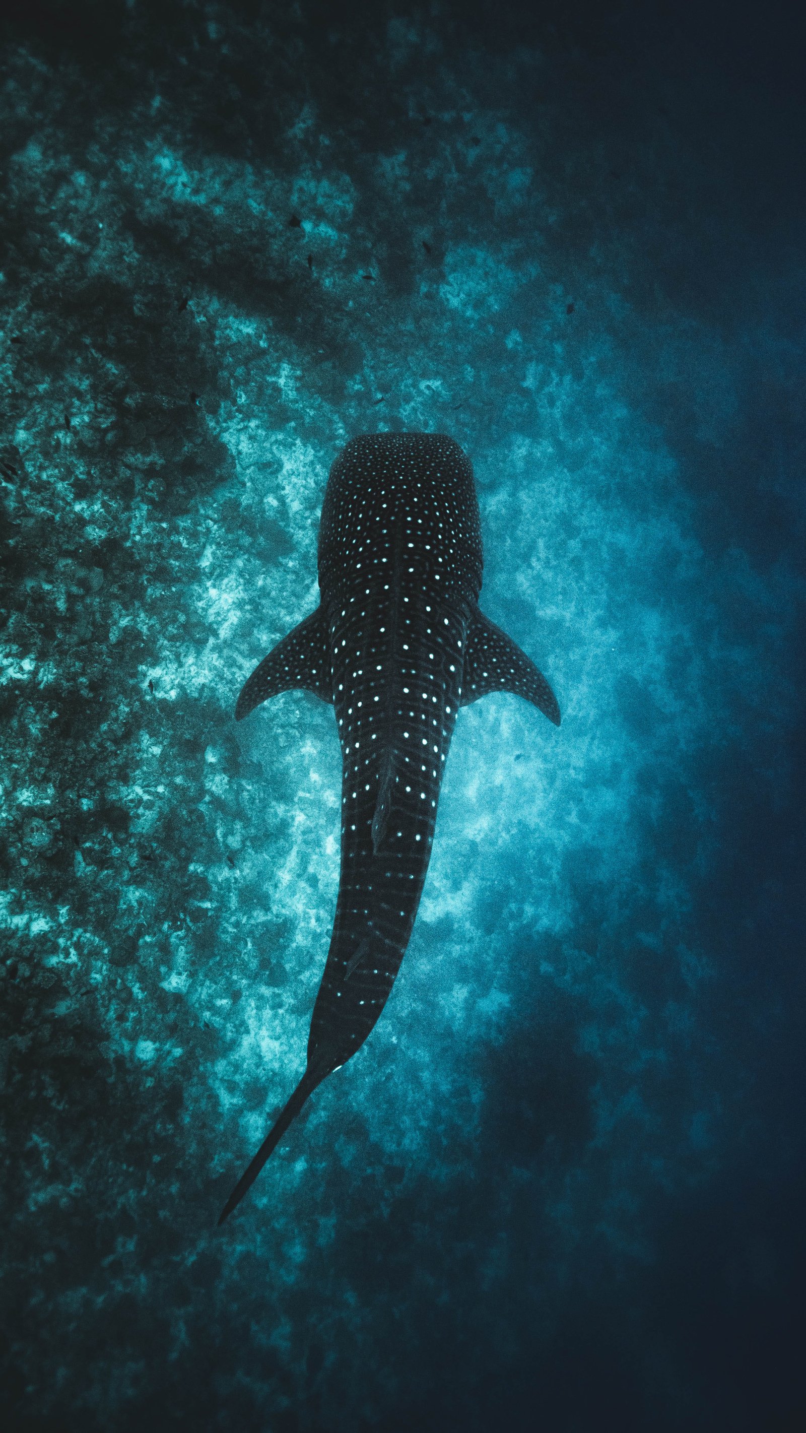 black fish at water shark diving reef swim animal wildlife 2k