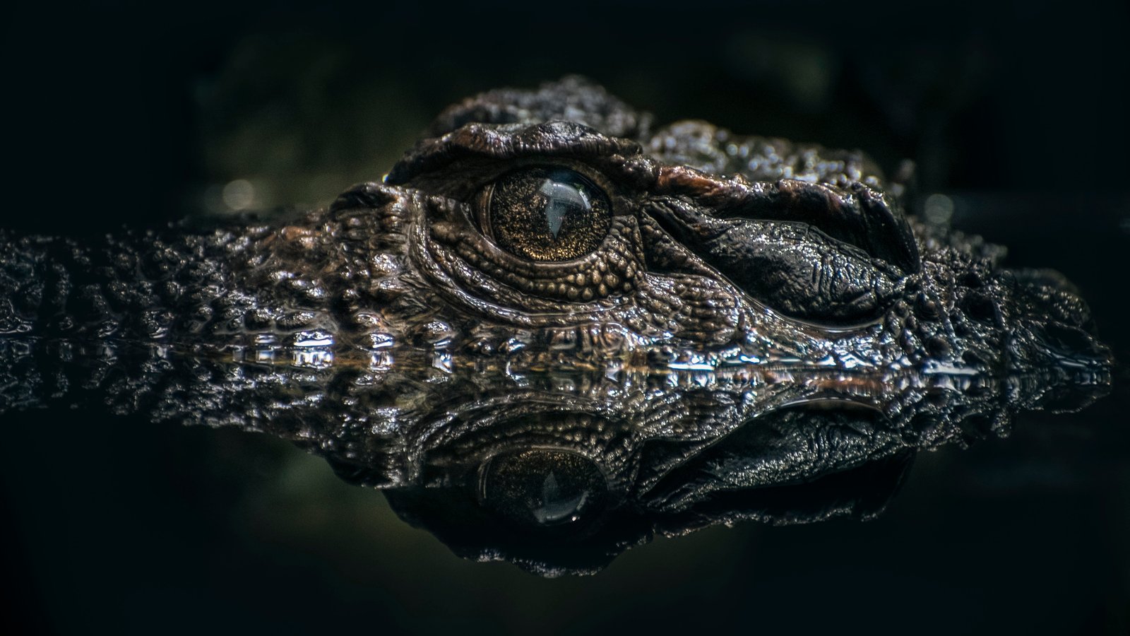 bokeh effect of Alligator eye on water Lurking Croc Crocodile 2k 4k 5k