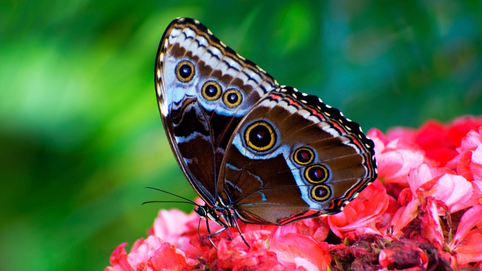 brown and black butterfly on red flower insect Insect 2k 4k 5k