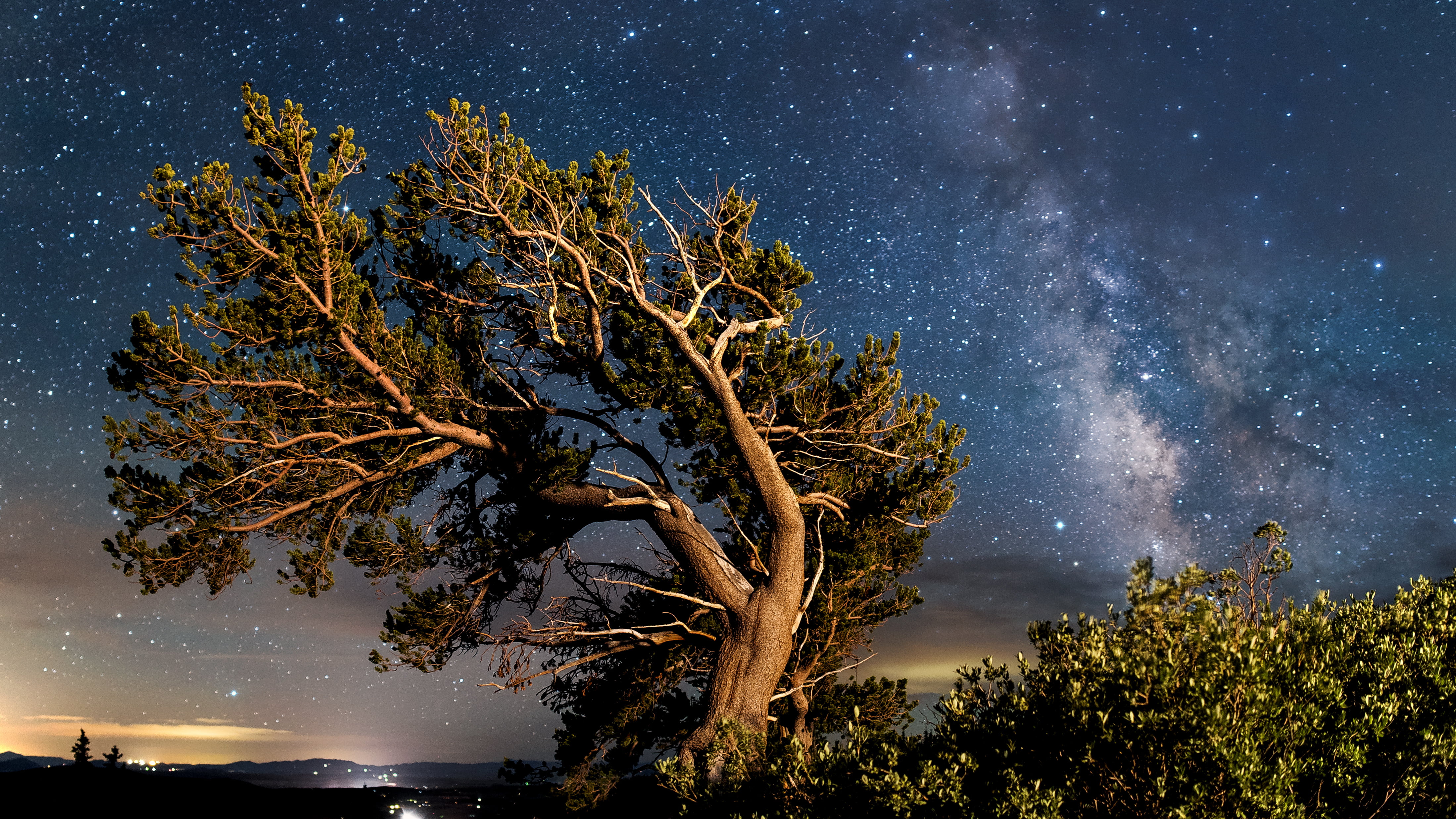 brown leaning tree photo during night time bristlecone pine 2k 4k