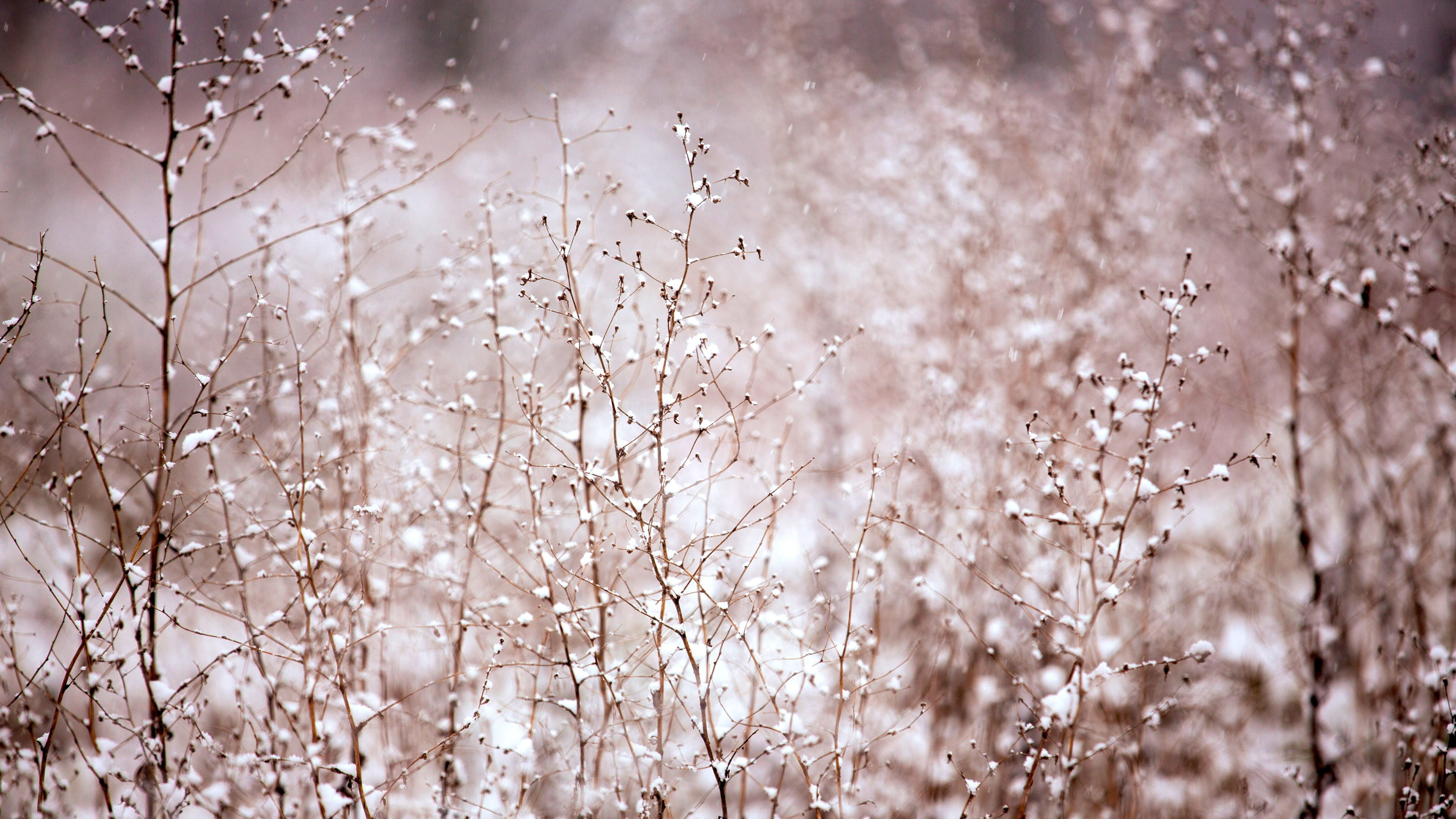 Bush wallpaper meadows pink snow 2k 4k 5k