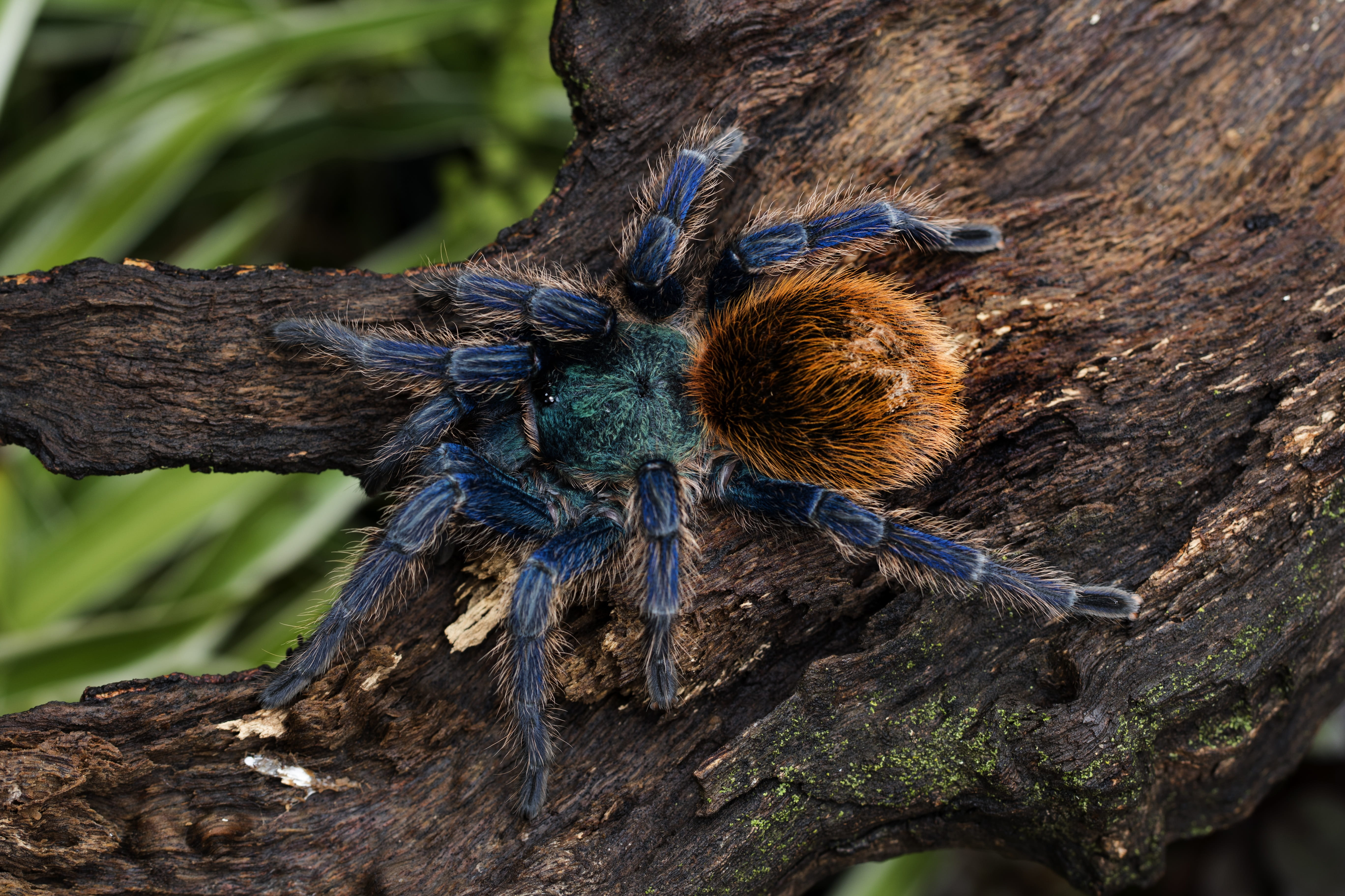 chromatopelma cyaneopubescens green bottle blue tarantula 2k 4k 5k