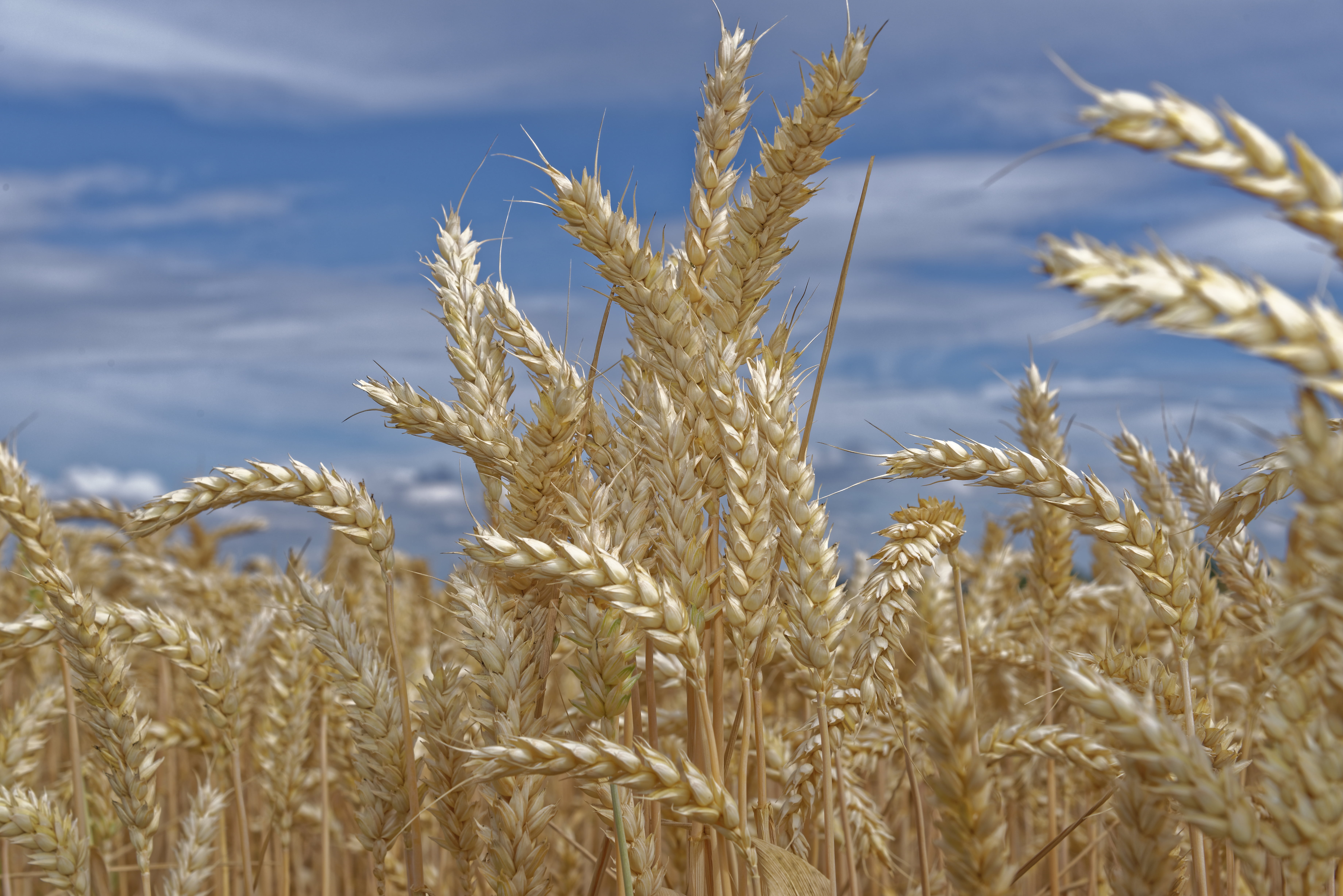close up photo of grains Weizen NIKON D NIKKOR 4 G ED 2k 4k 5k