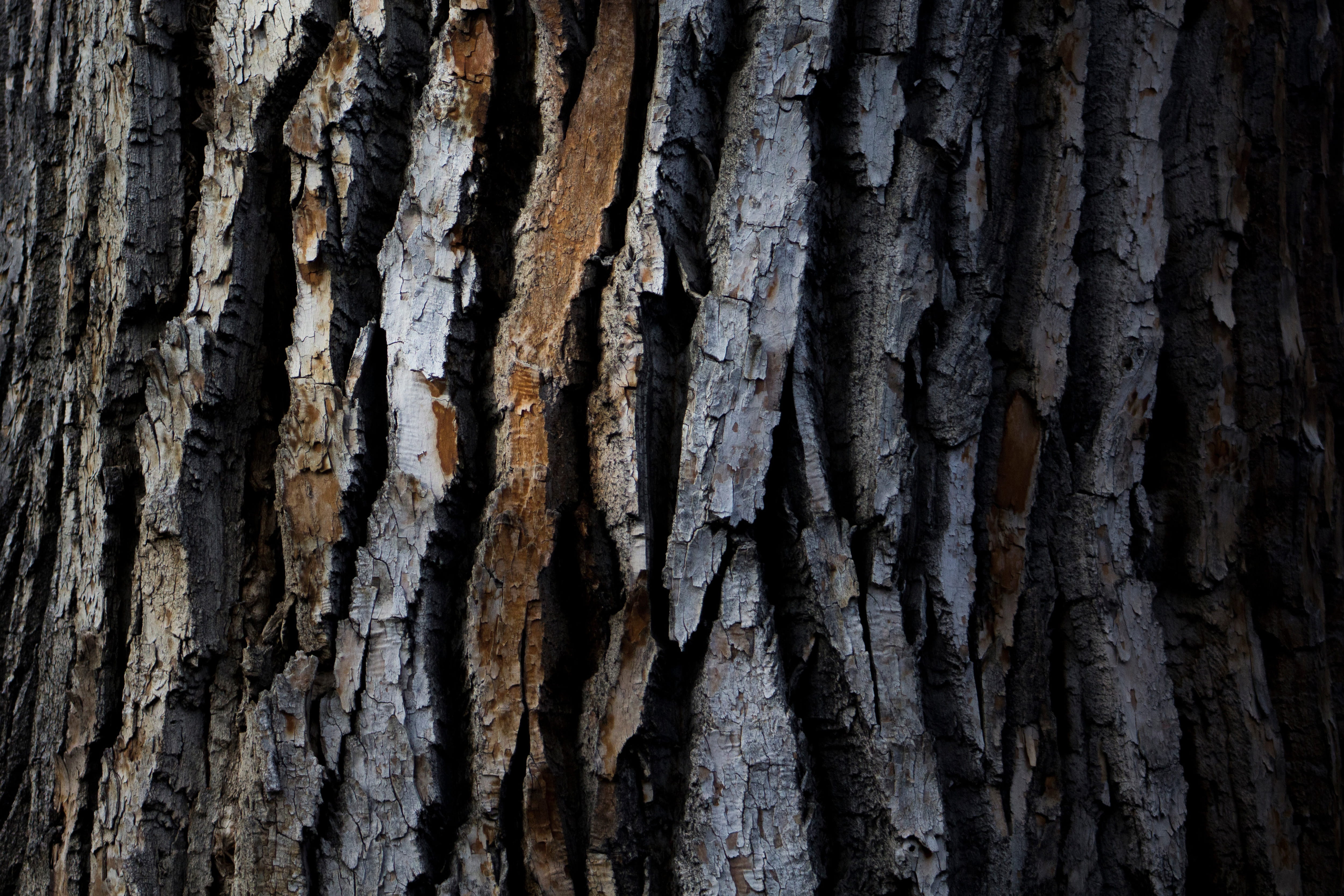 Closeup texture shot of wood tree bark textures nature forest 2k 4k 5k