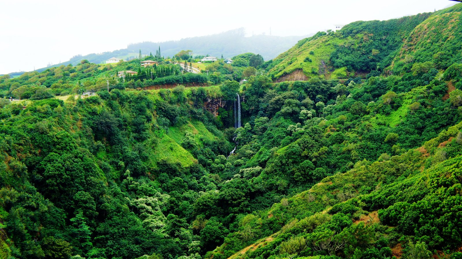 green and brown grass field Hawaii Maui tropical forest tropics 2k 4k 5k