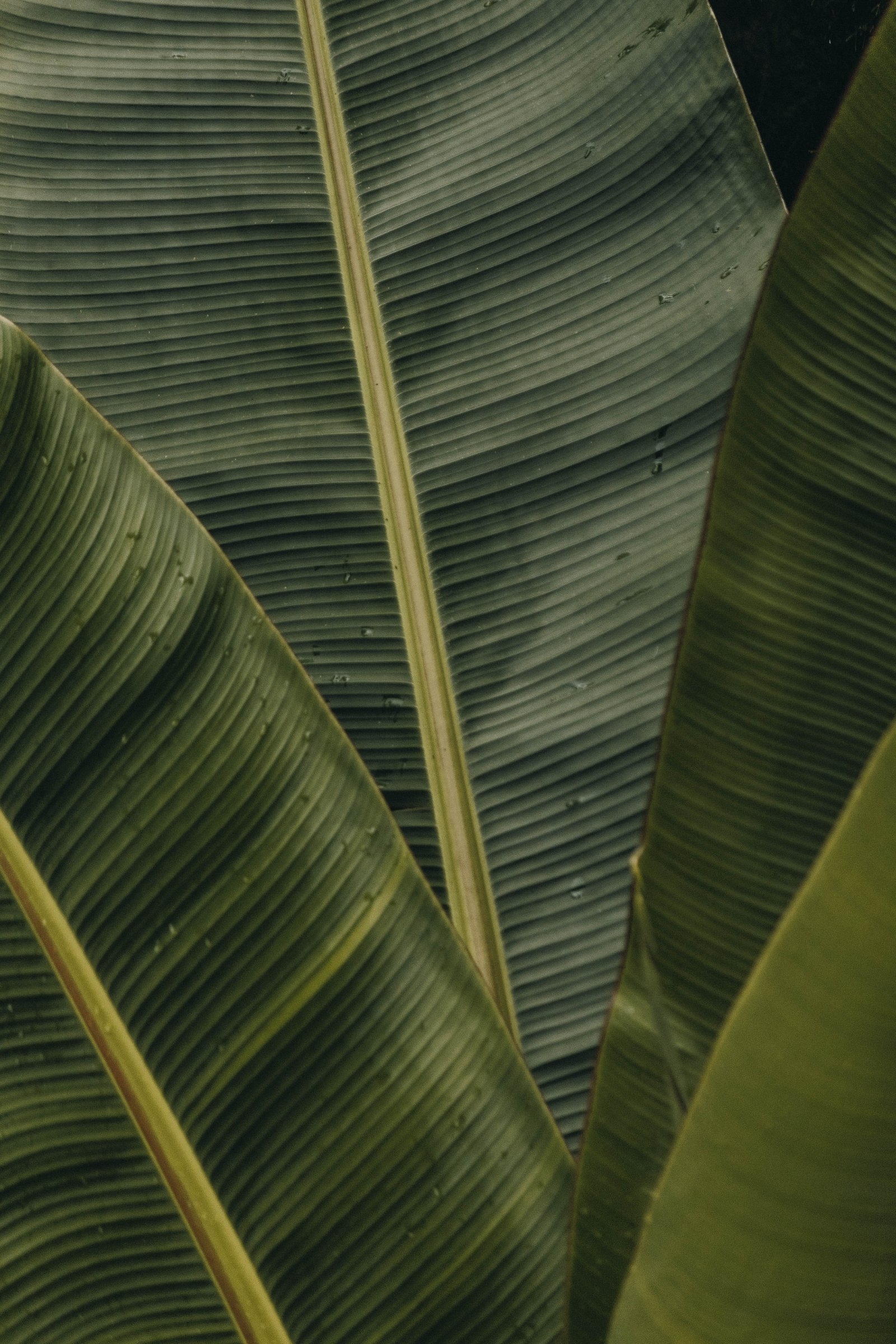 green banana leaves leaf texture plant palm nature 2k