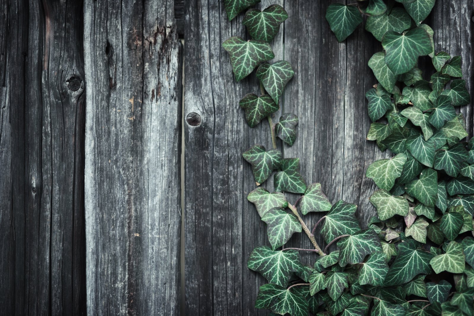 green leaf plants leaned on woods tree cardboard ivy grow up 2k 4k 5k