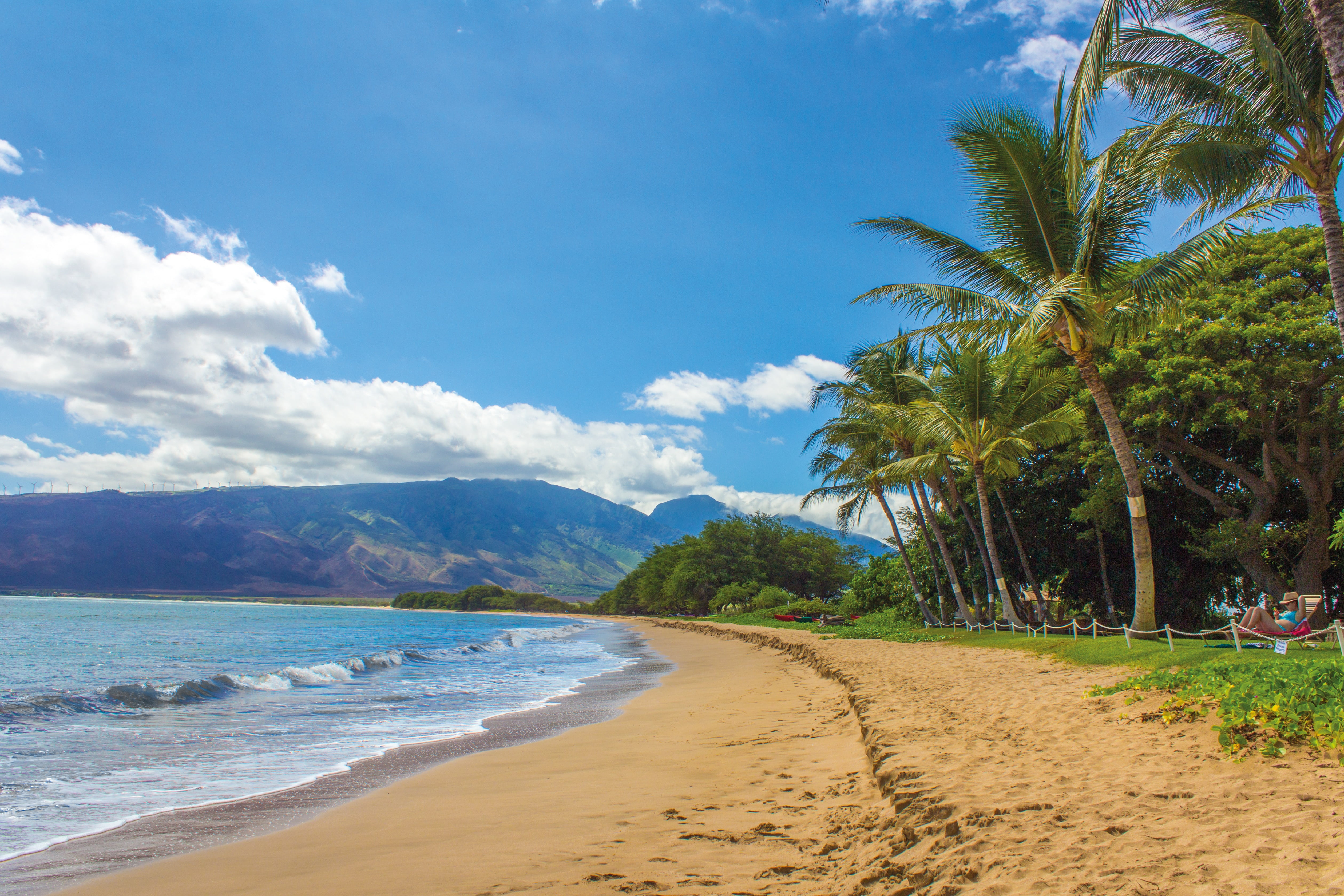 green palm trees near beach landscape hawaii maui kihei sand 2k 4k 5k