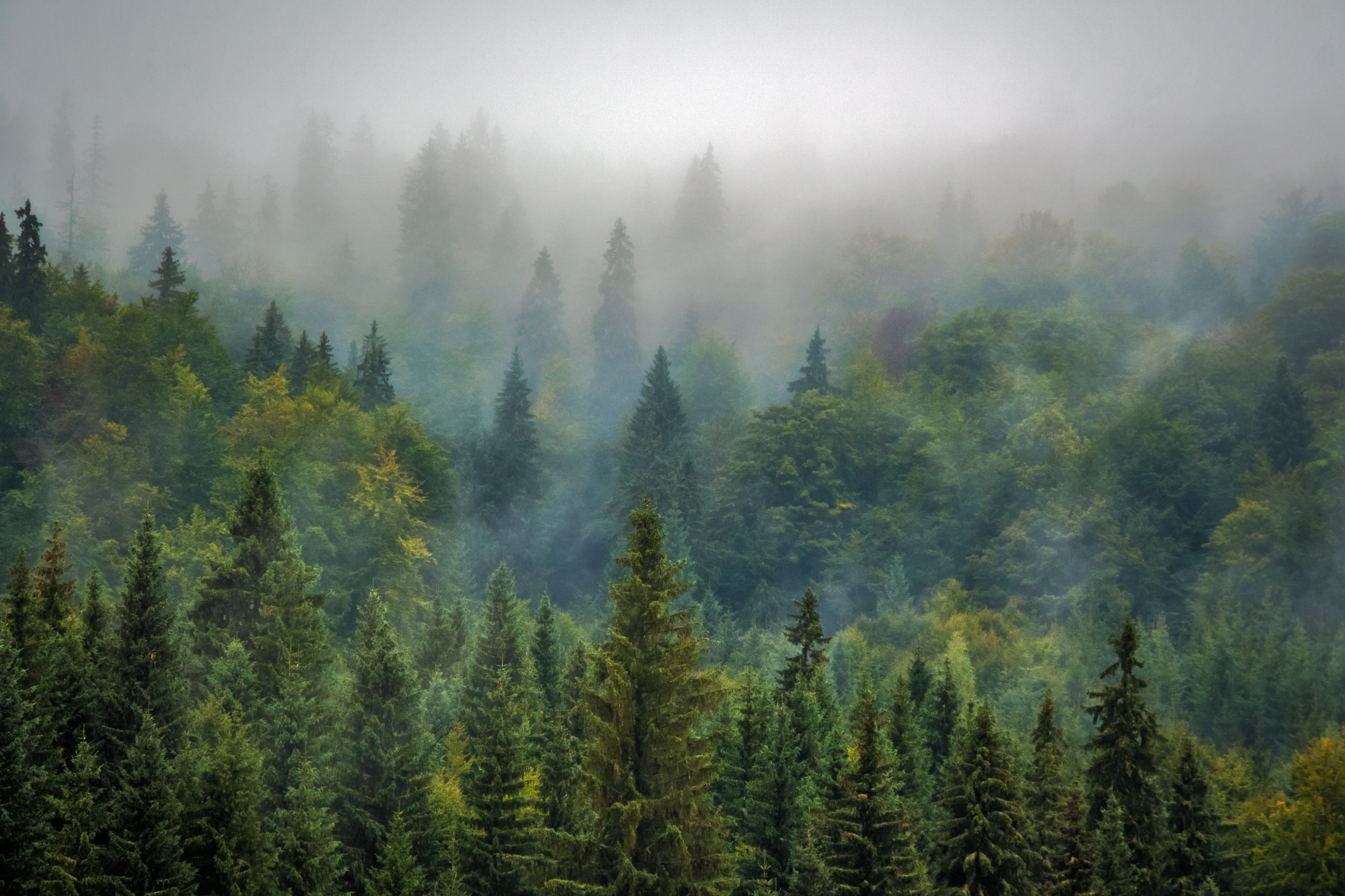 green trees with fogfs landscape nature forest misty pine 2k 4k 5k
