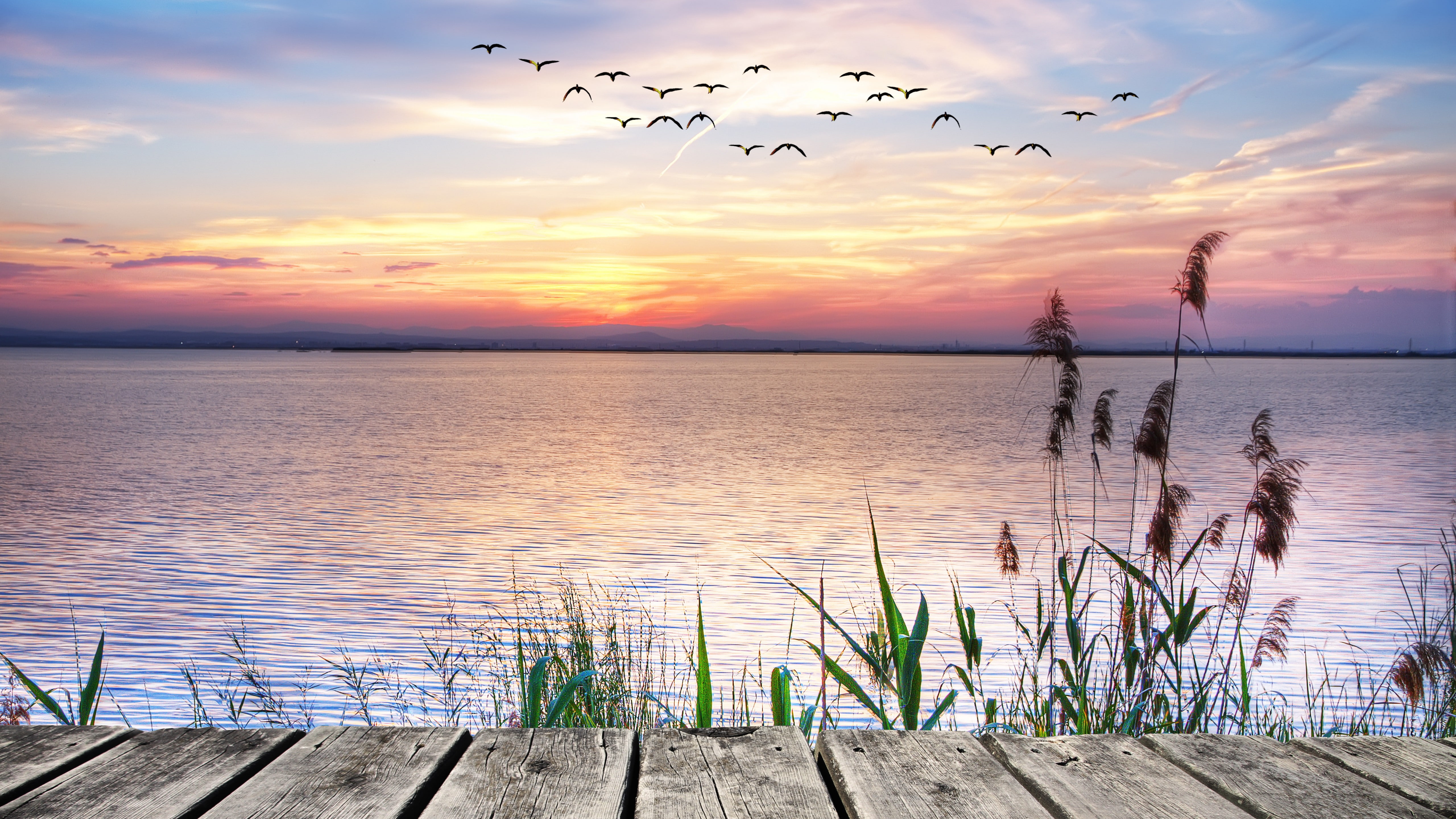 group of black birds photography during sunset Pierce wallpaper 2k 4k 5k