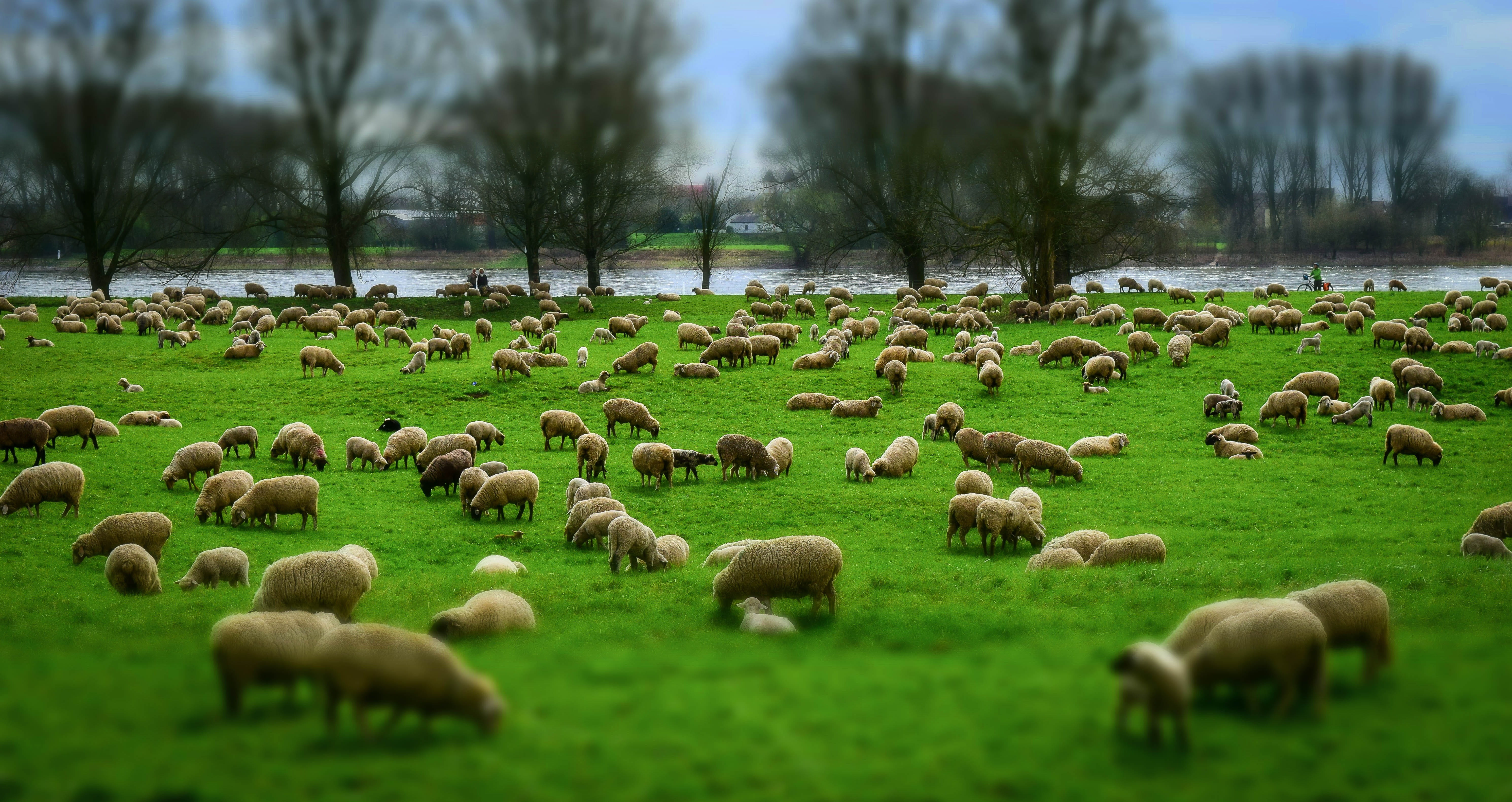 herd of sheep on green grass field flock wool hats pasture 2k 4k 5k