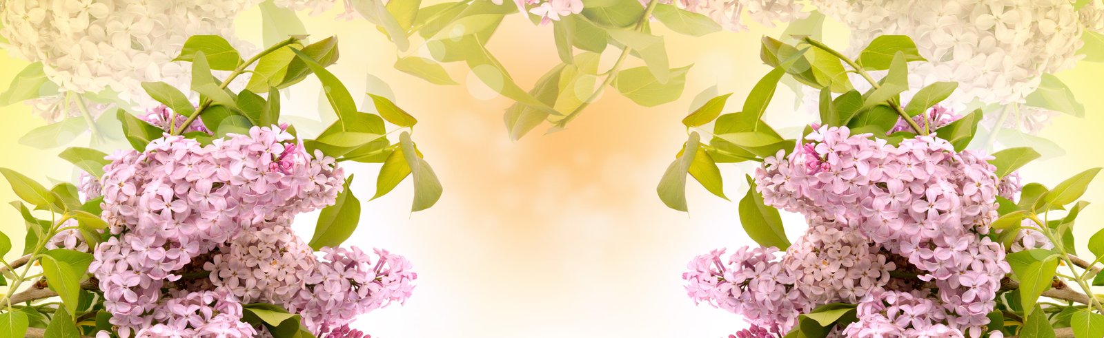 lilac flower flora nature leaf desktop floral summer 2k 4k 5k 8k 10k