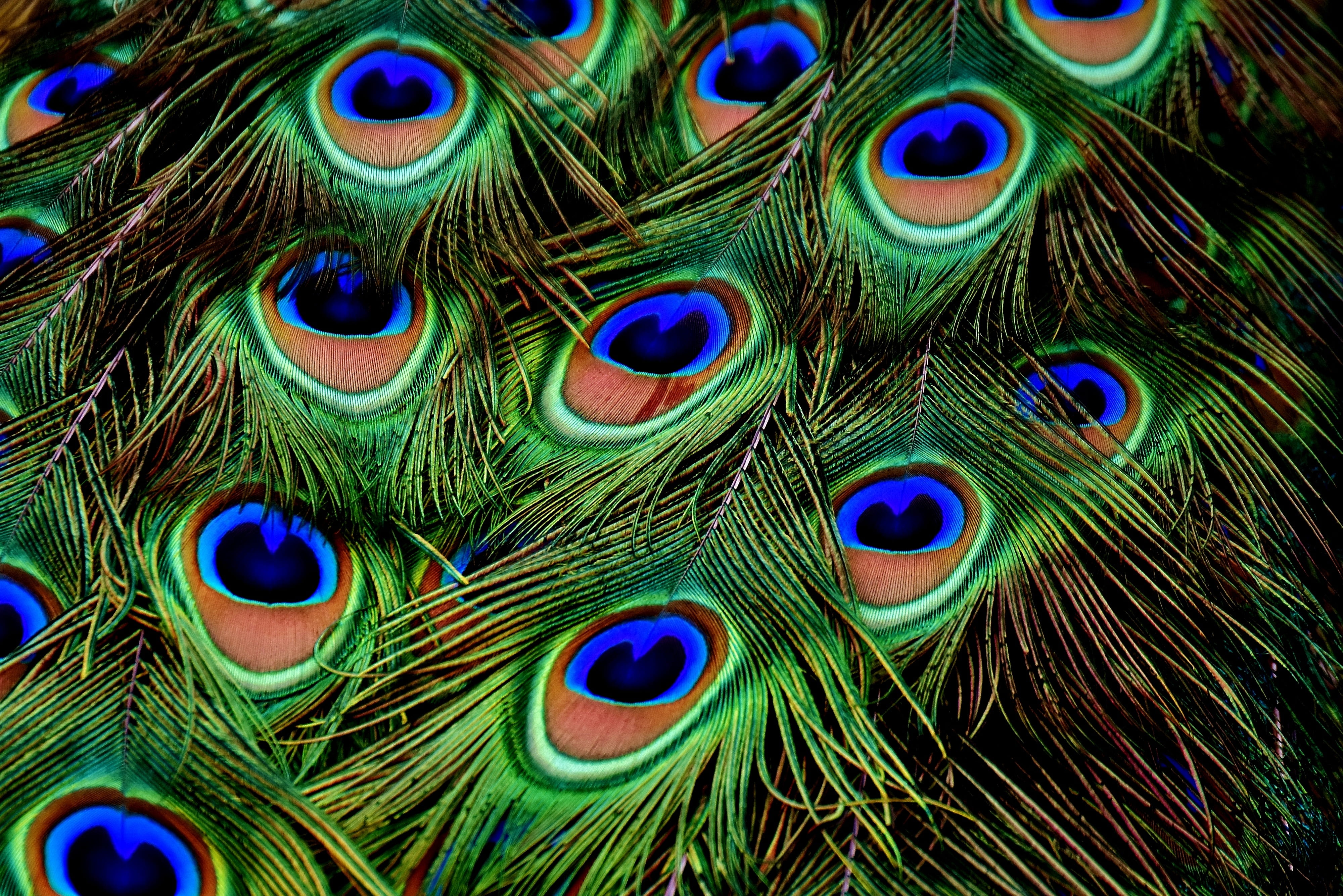 macro photograph of peacock feathers plumage iridescent animal 2k 4k