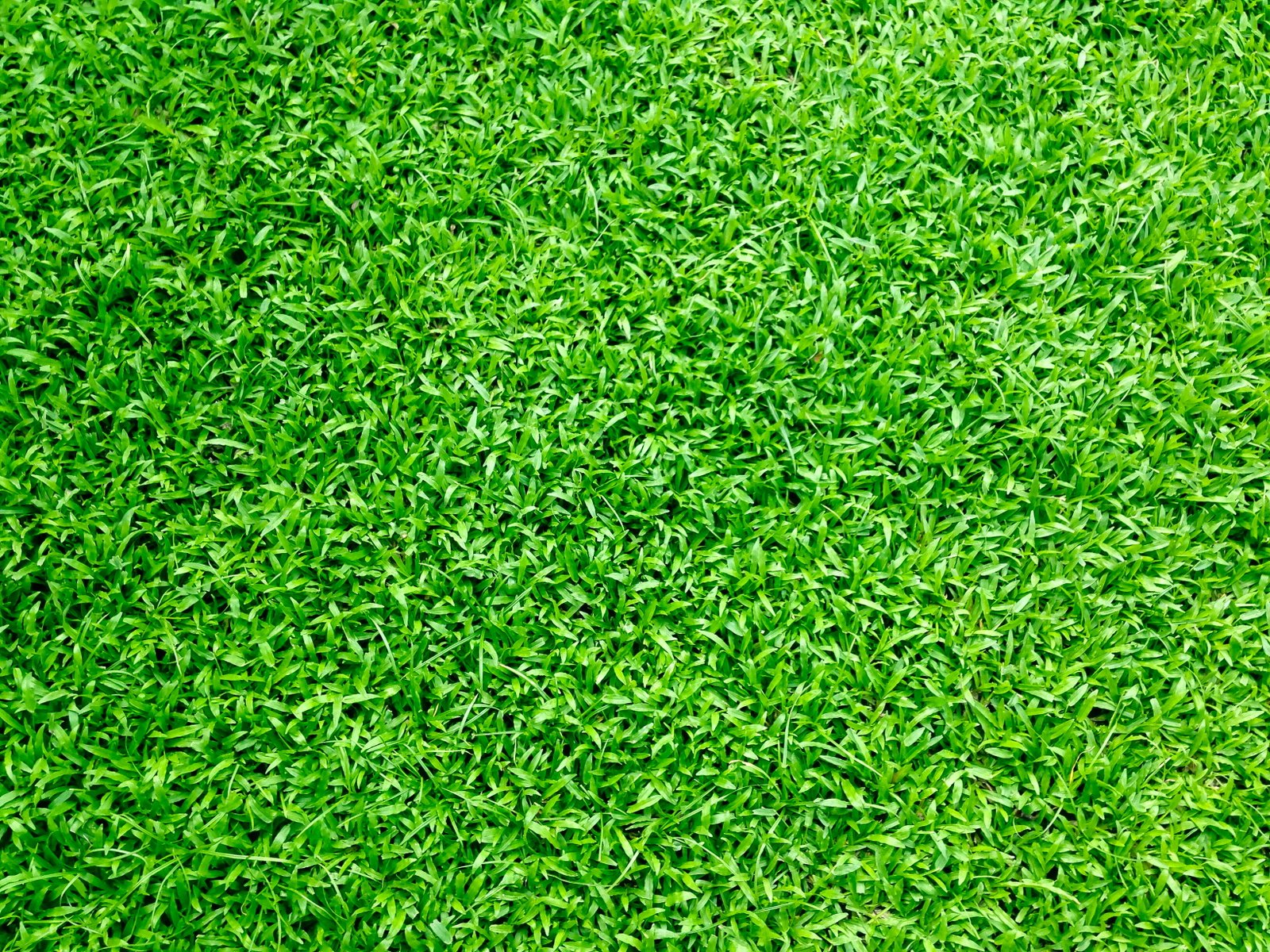nature field summer garden background bright close up environment 2k