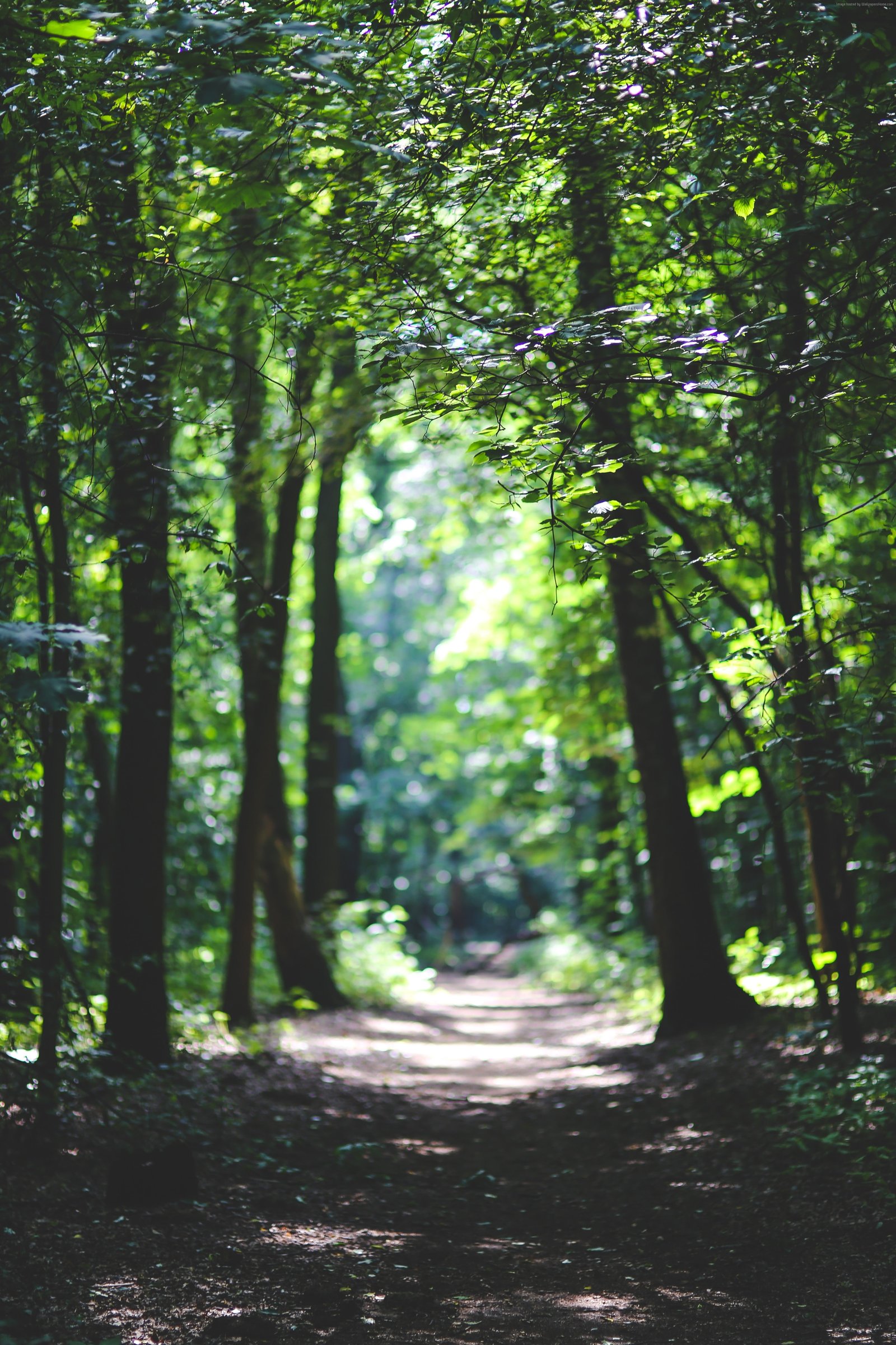 path Forest sunlight trees plant land nature 2k 4k