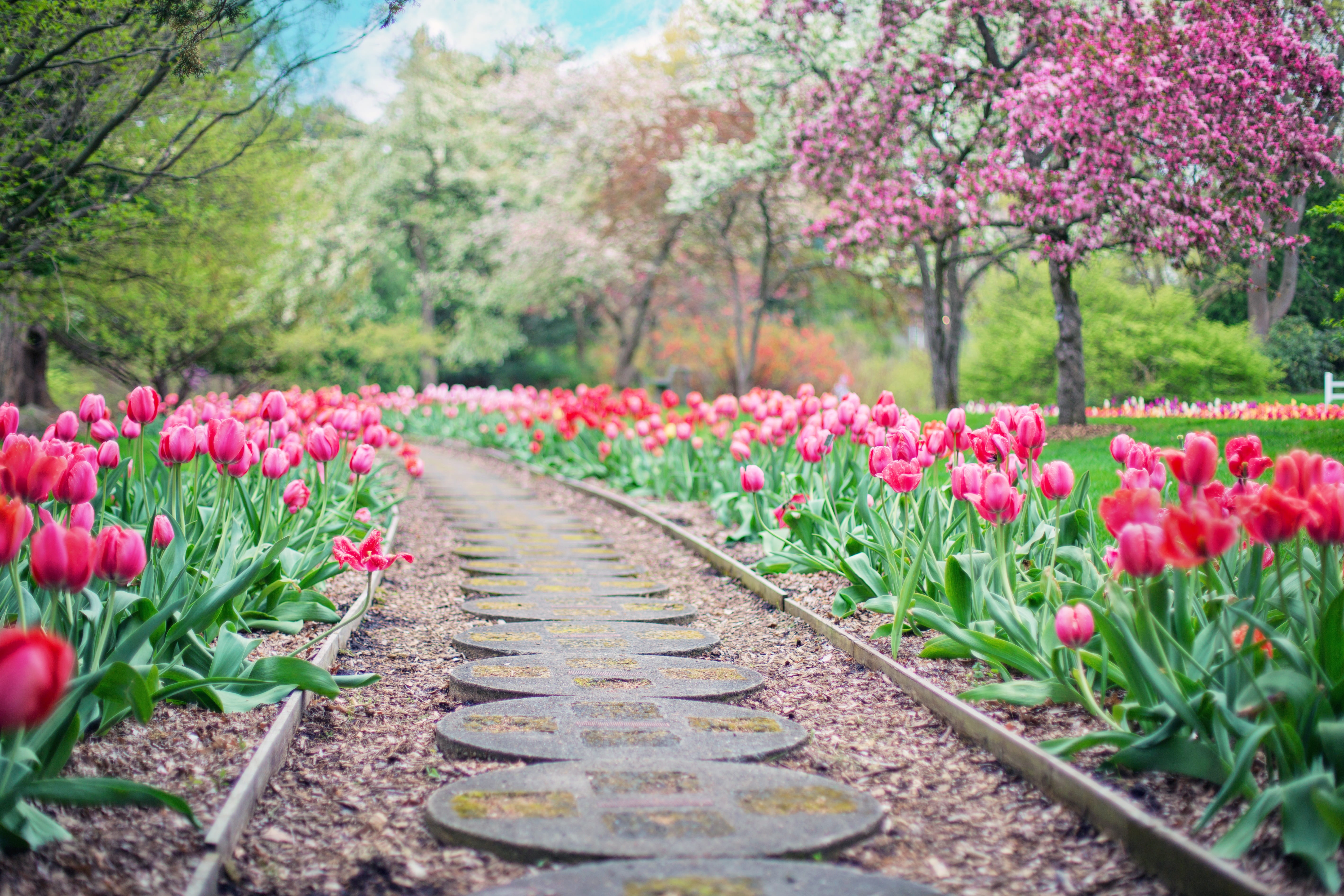 Pathway Between Pink Tulip Flowers beautiful bloom blooming 2k 4k 5k