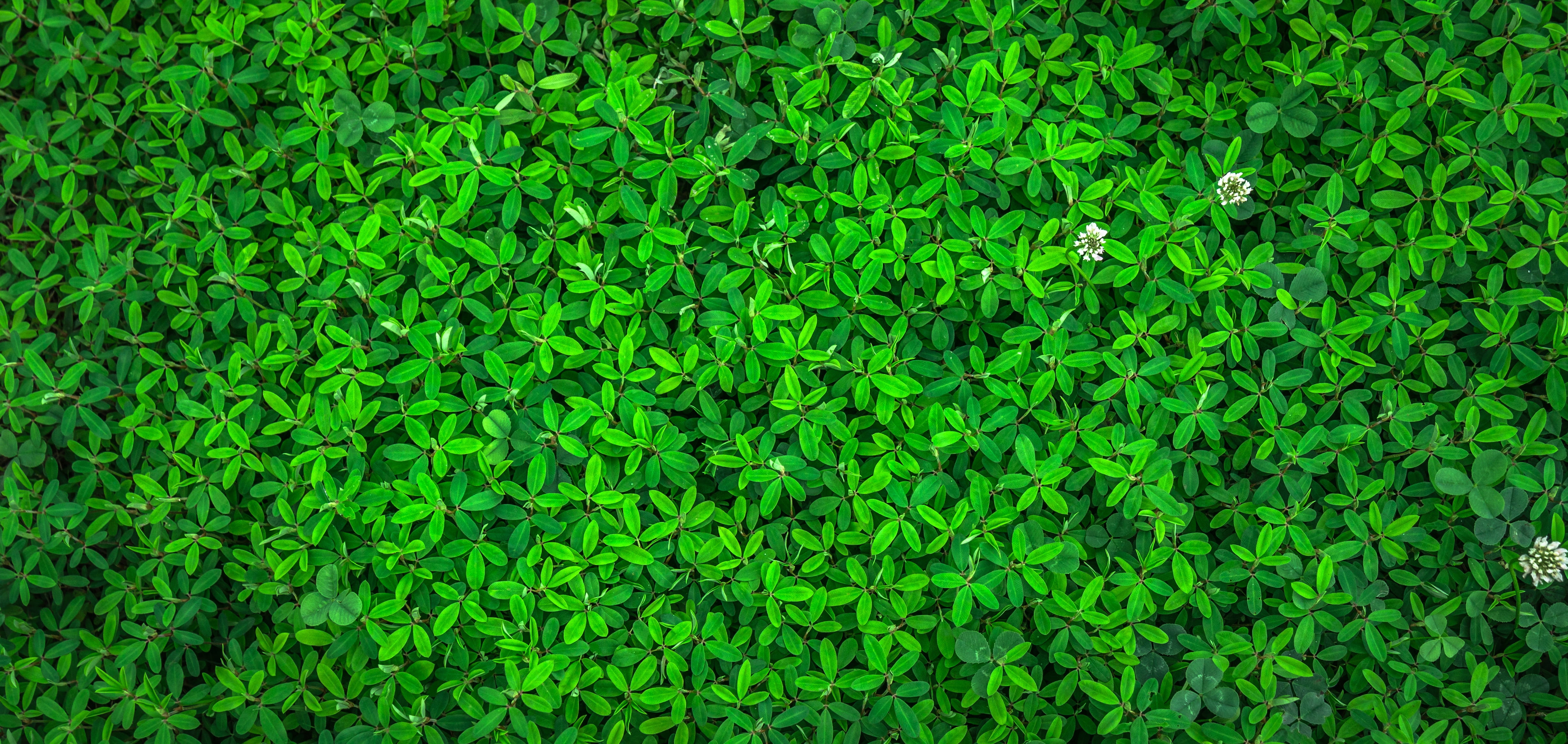 photo of green leaf plant nature spring abstract plants herb 2k 4k 5k
