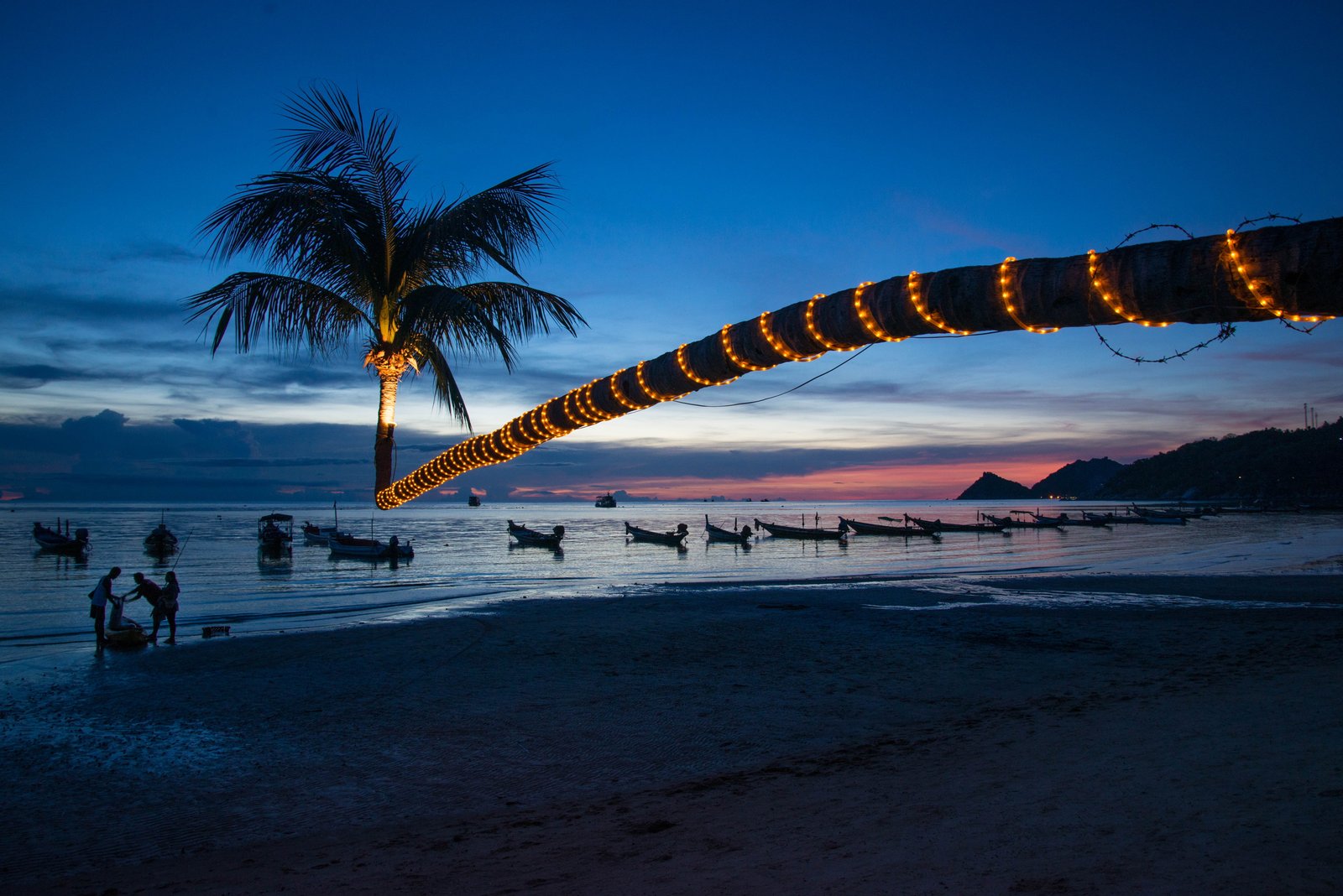 photo of palm tree with string light near ocean at night Unconventional 2k 4k 5k