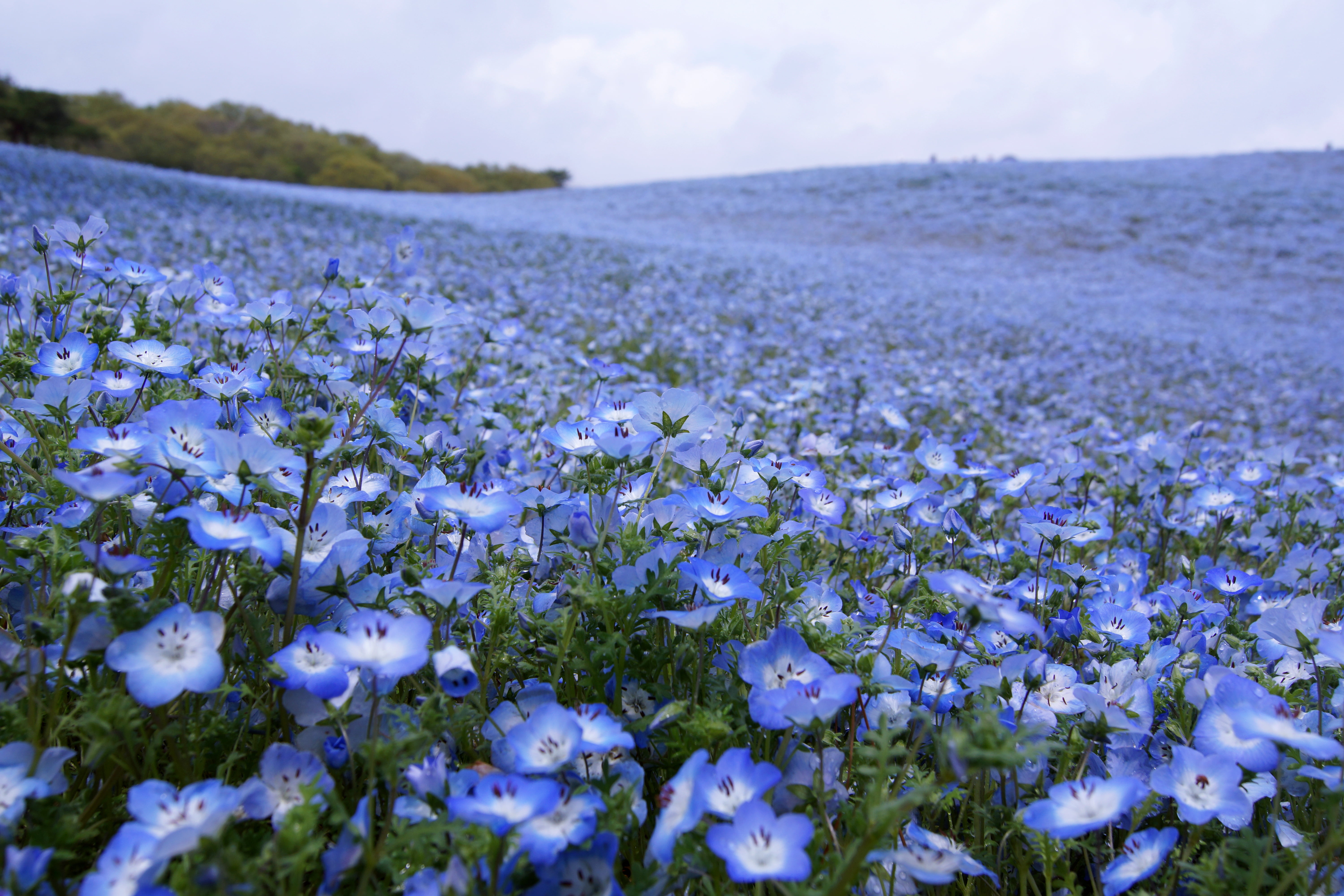 purple and white flowers under cloudy blue sky Shower Nemophila 2k 4k 5k