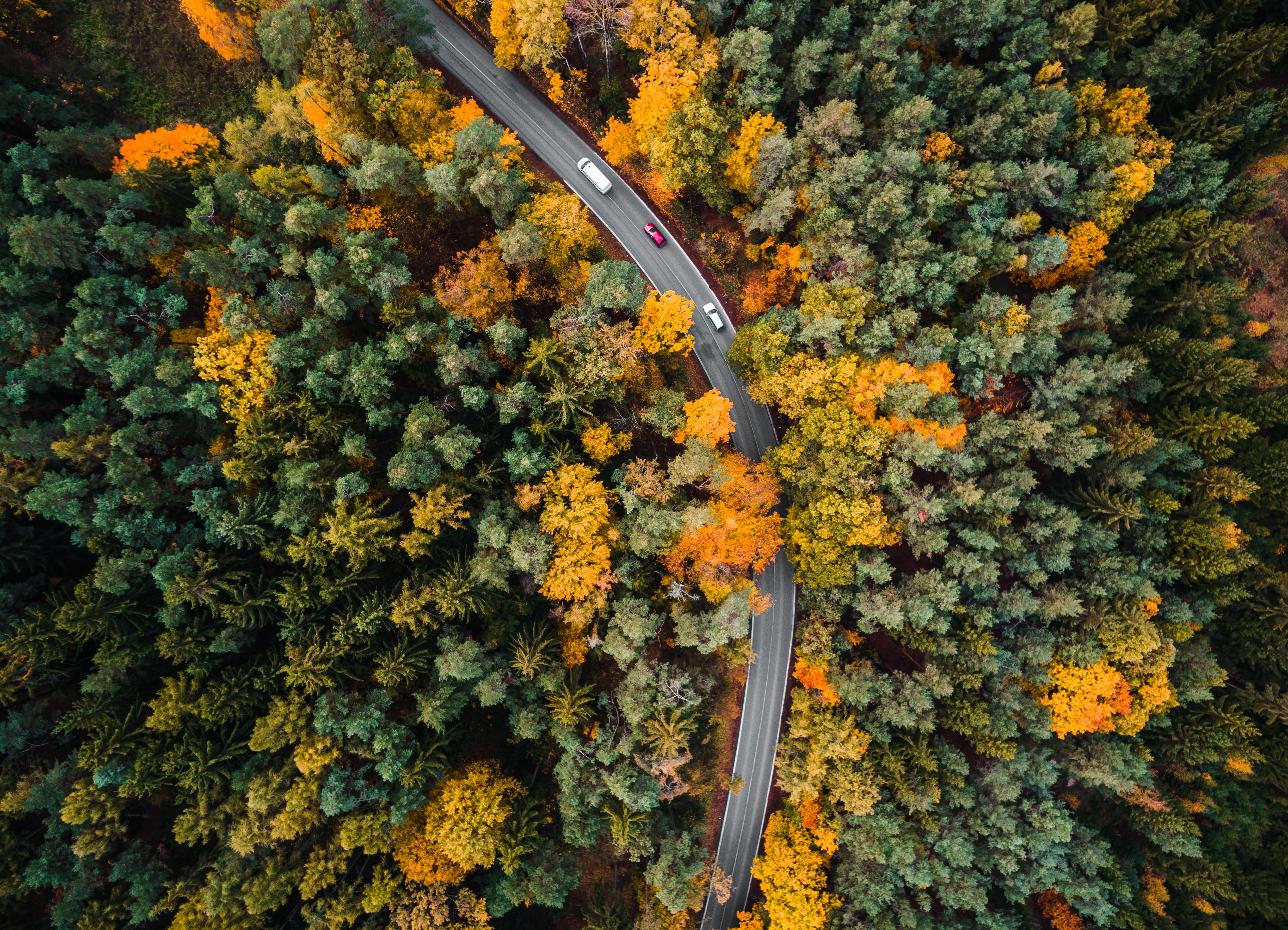 Road in the Woods Aerial autumn bird s eye cars drone photography 2k 4k