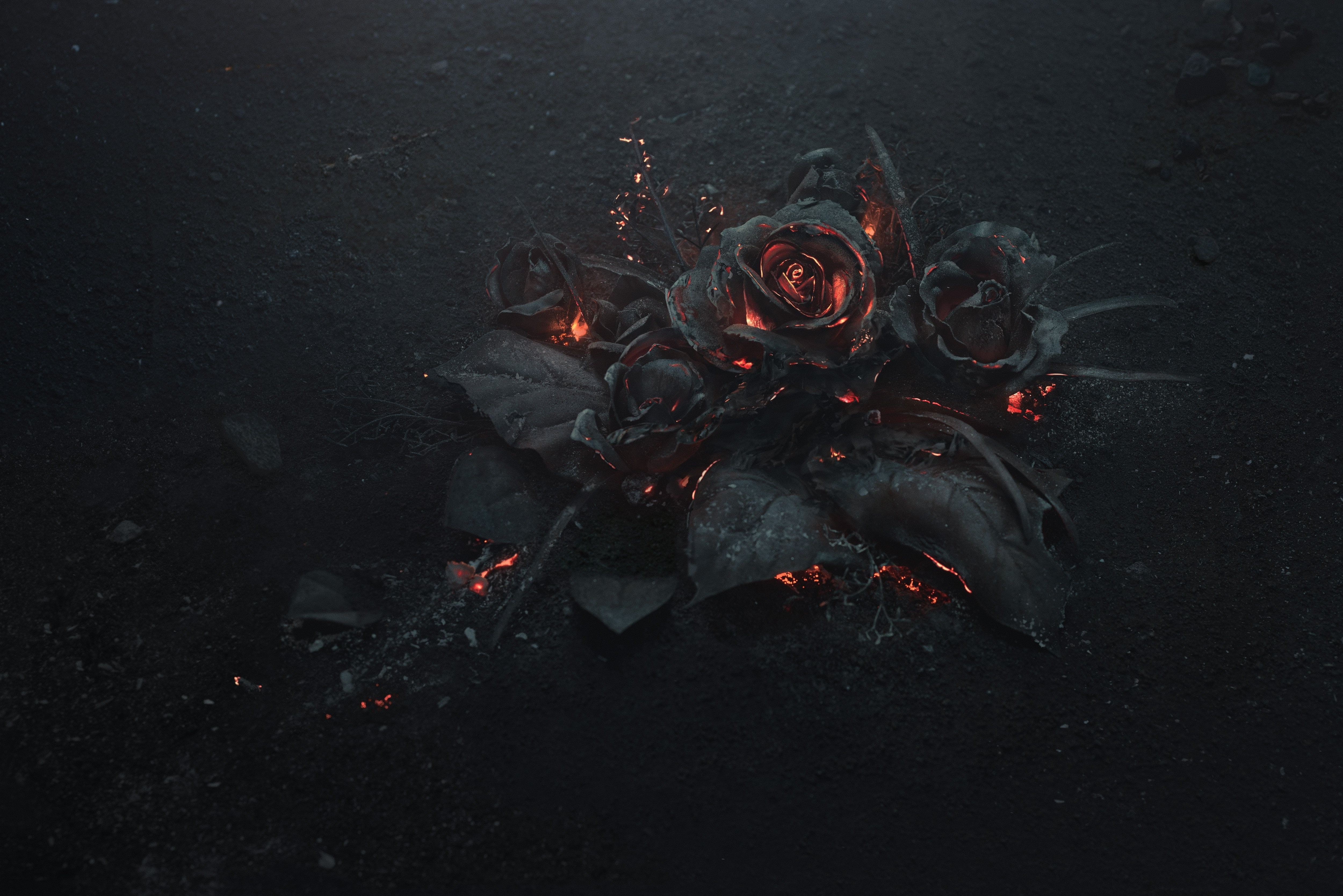 rose ashes fire black dark theme Flowers no people burning 2k 4k 5k