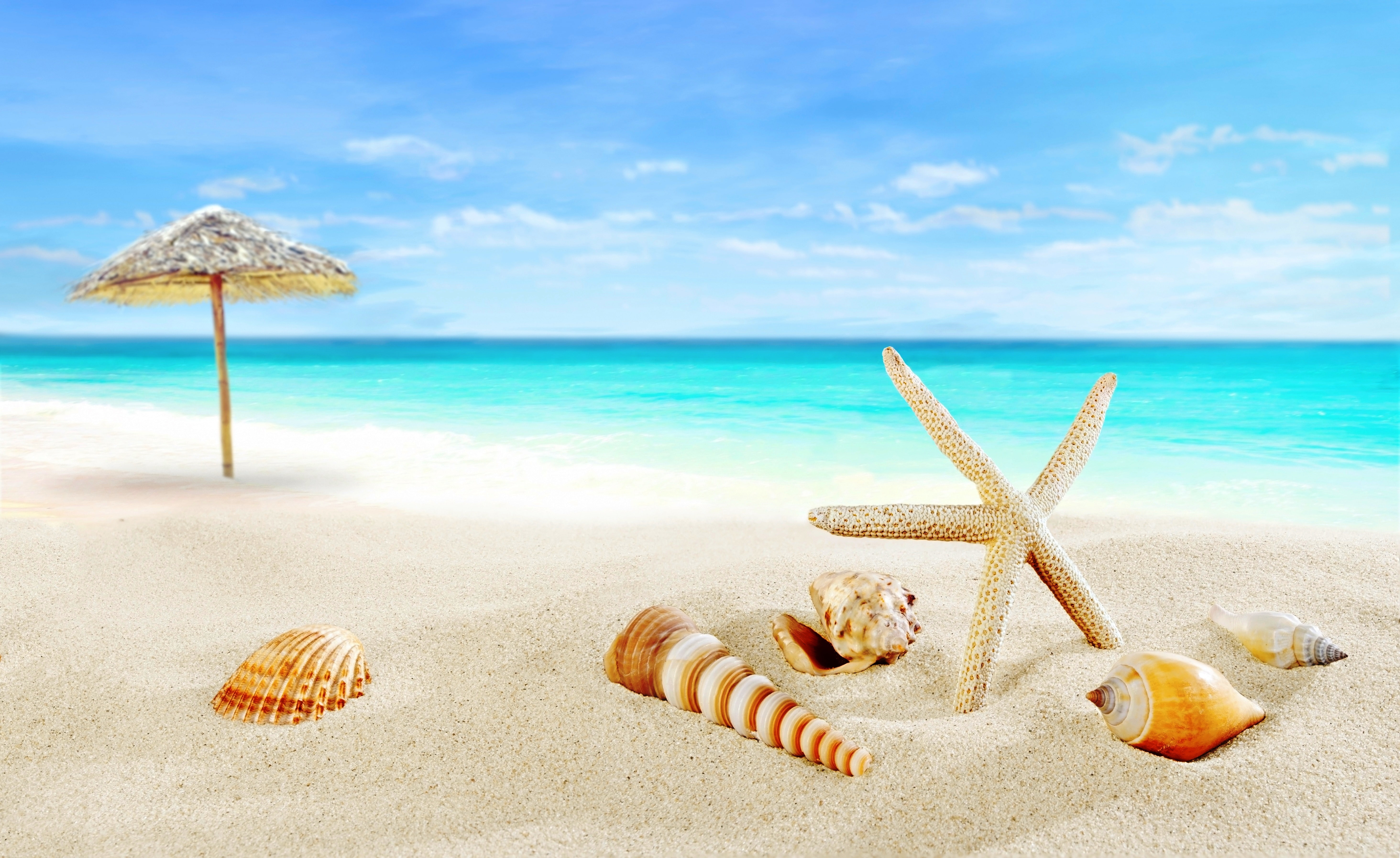 sand sea beach shore shell summer blue paradise starfish 2k 4k 5k