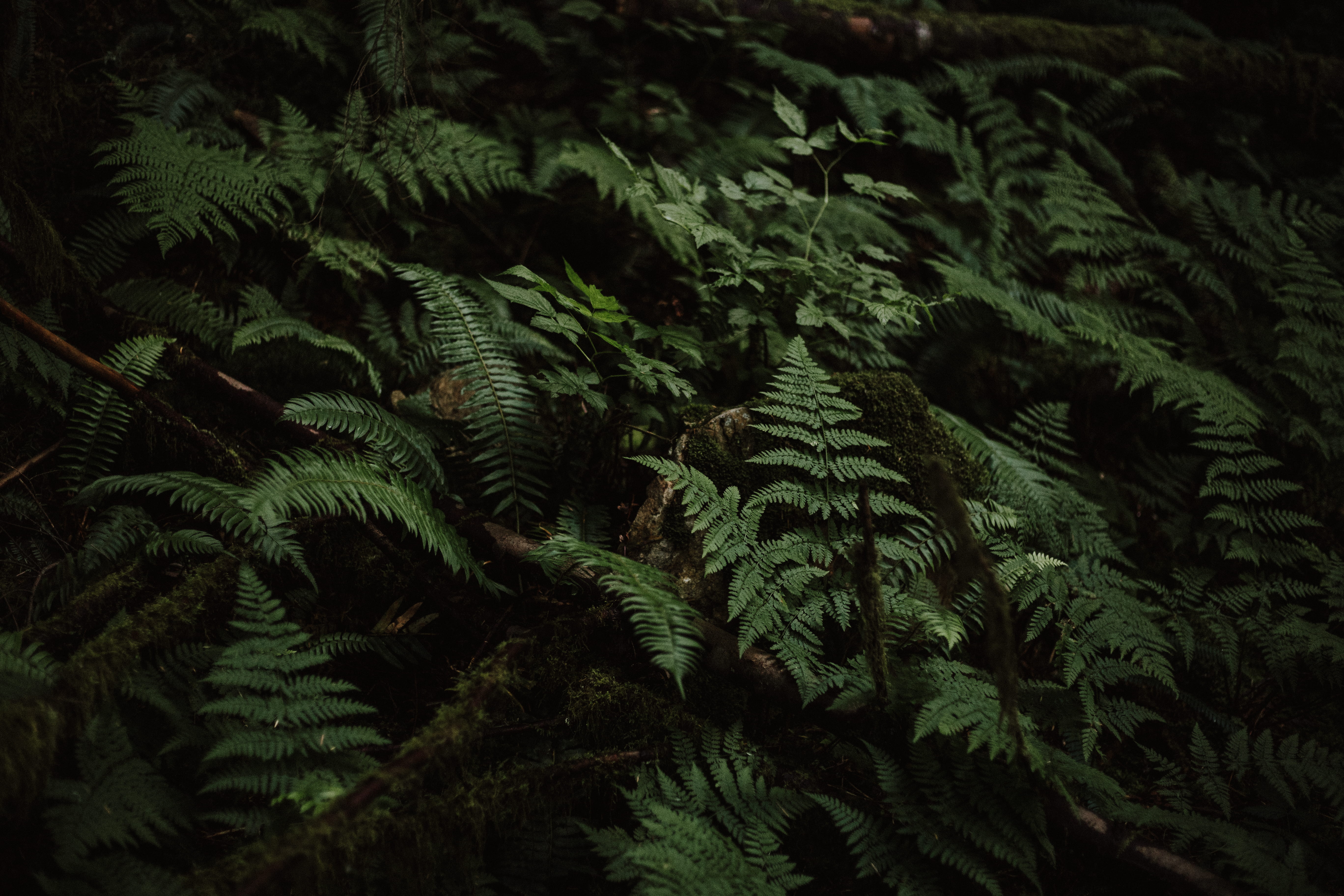 tree with leafs fern plant foliage forest nature green 2k 4k 5k