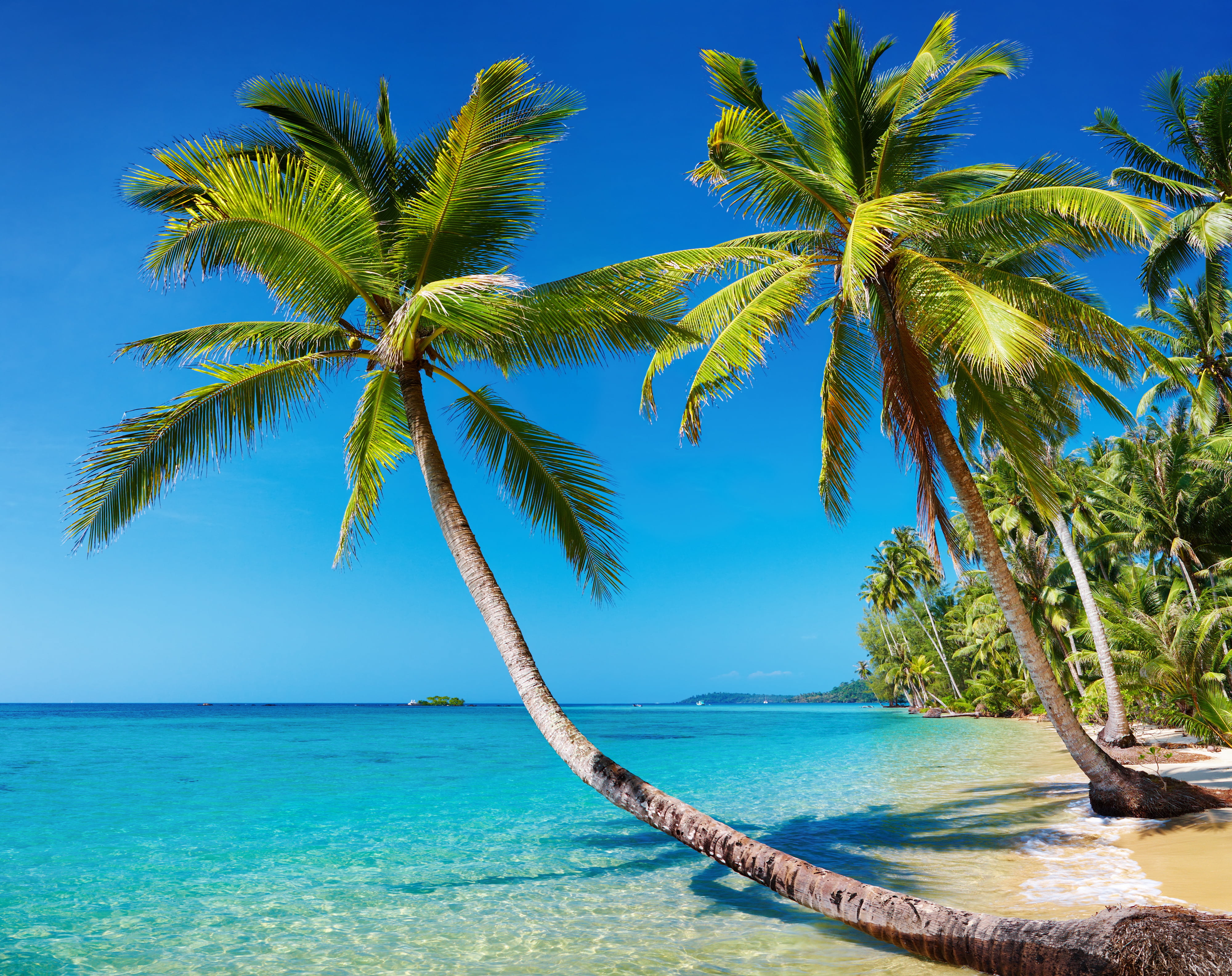 two green coconut trees sea beach summer landscape tropics 2k 4k