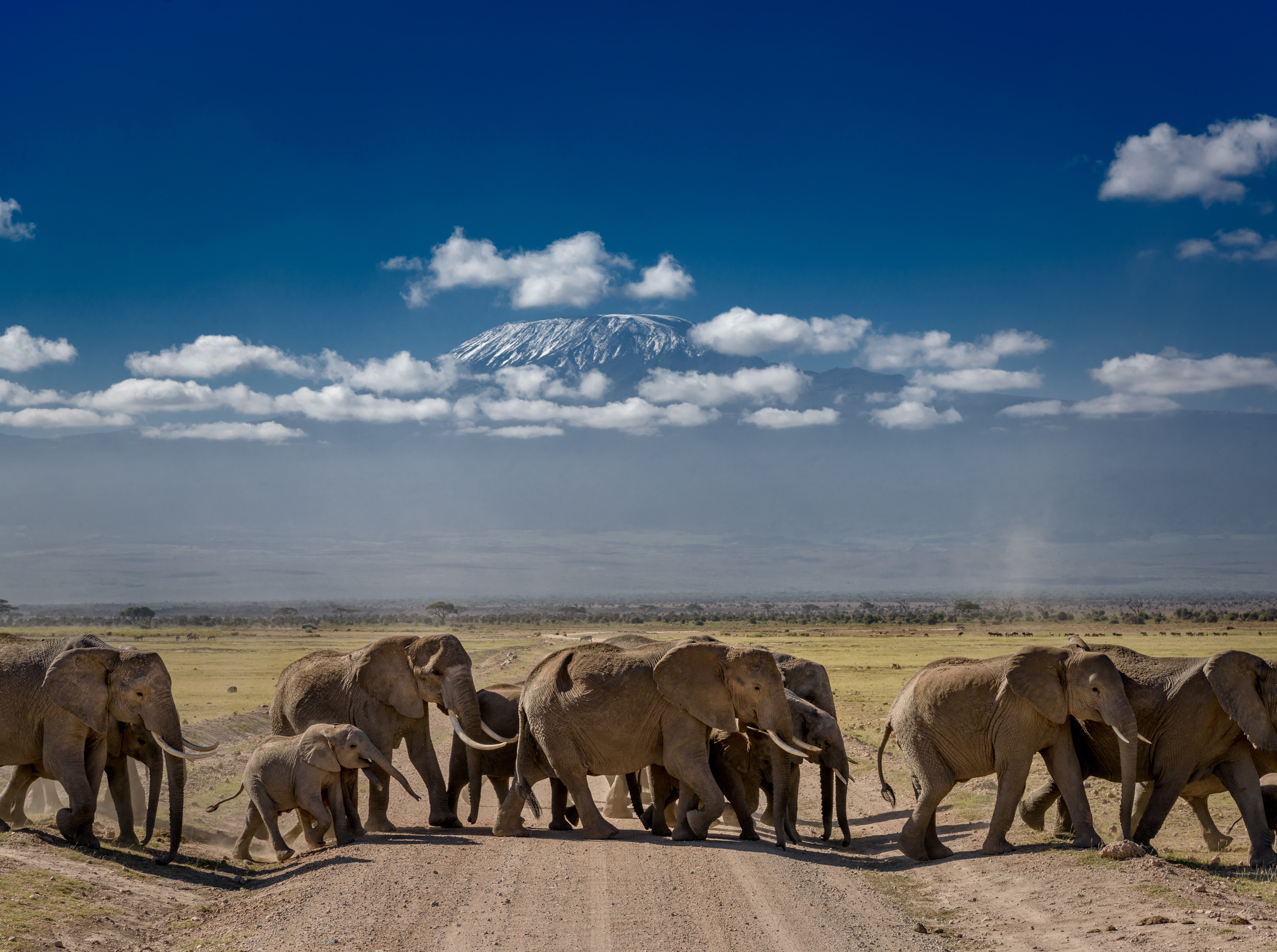 African Elephants Crossing the Road Travel View Protect Nature 2k 4k 5k