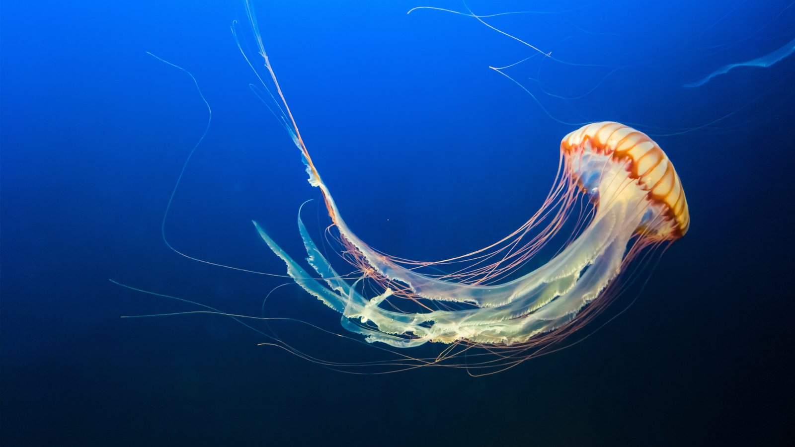 Jellyfishin Aquarium underwater sea life marine swimming 2k 4k 5k 8k