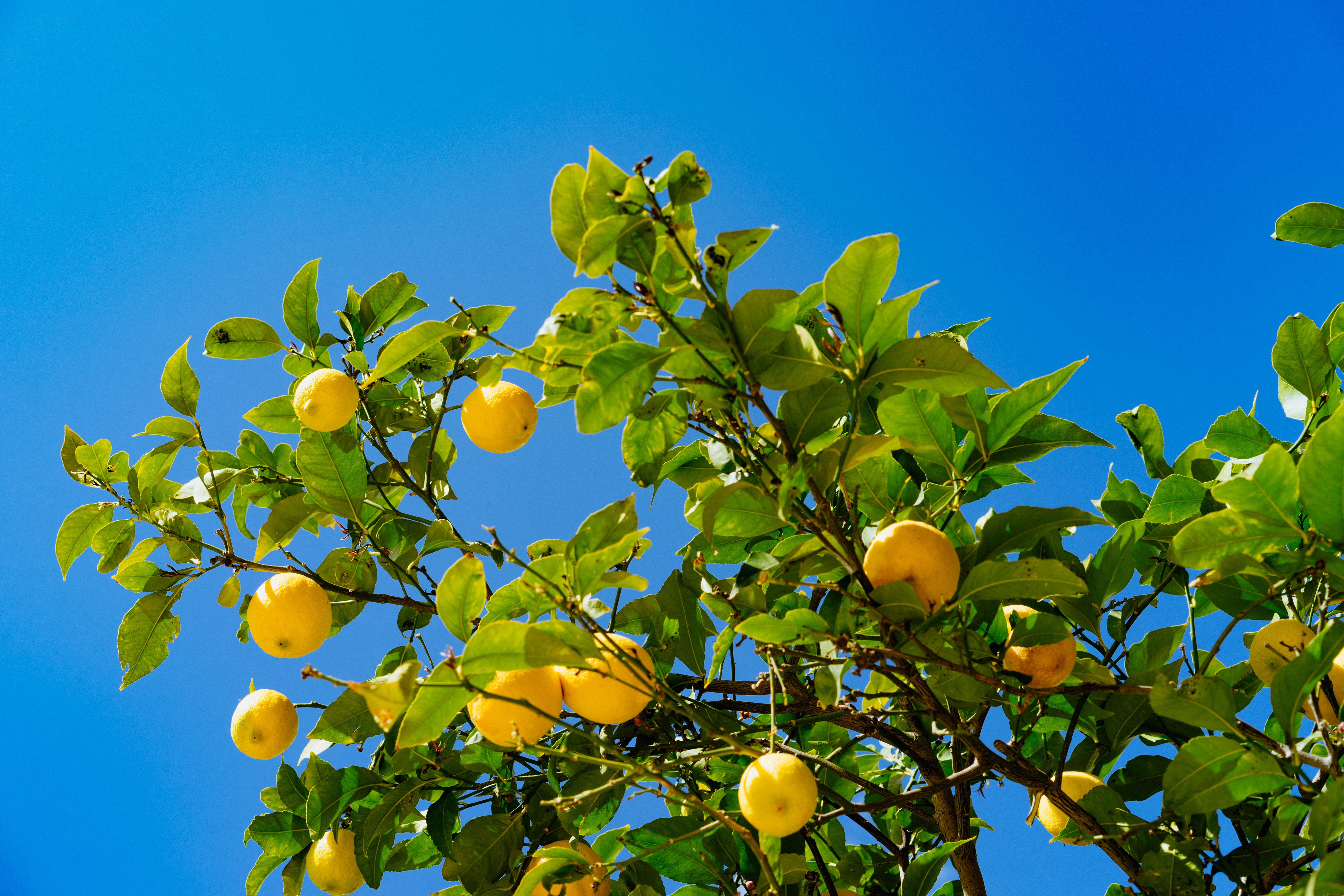 orange fruits under blue sky low angle photography of round yellow 2k 4k 5k