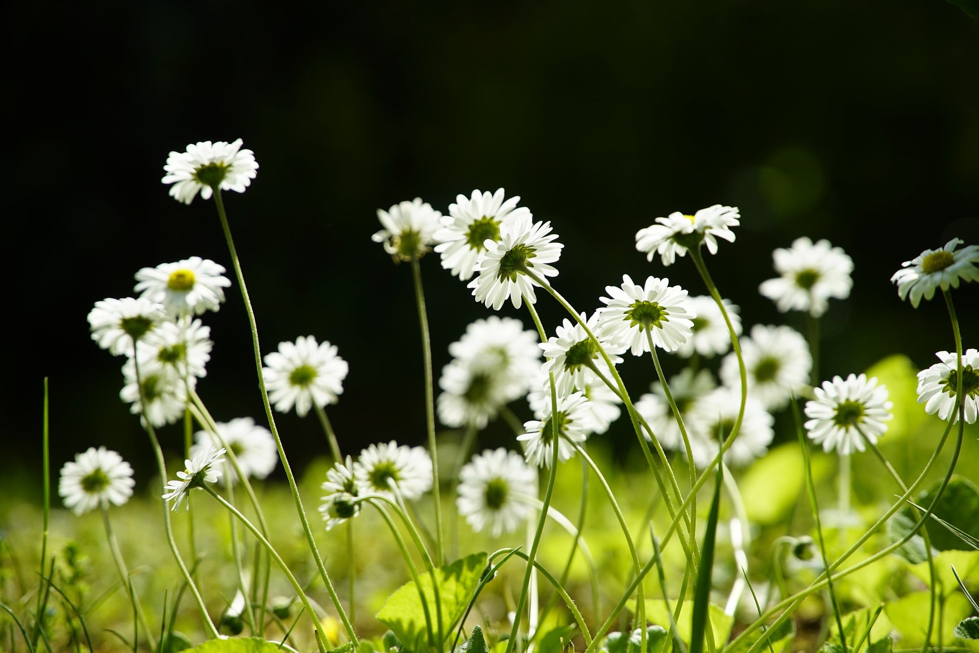 Small white flowers seem to be standing! nature trees tree