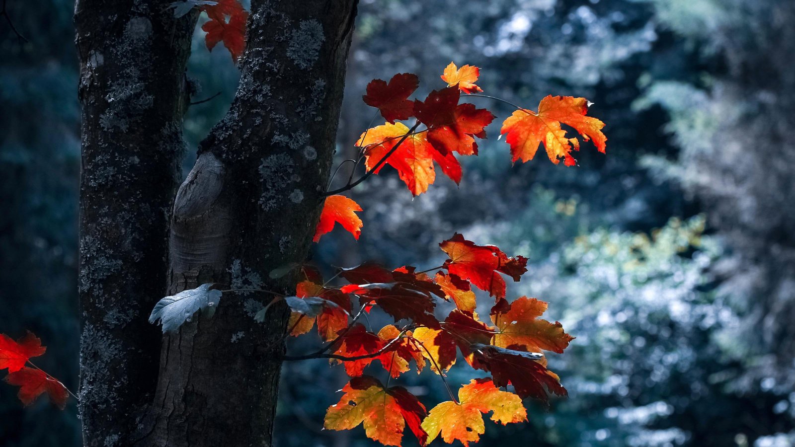Beautiful tree nature trees